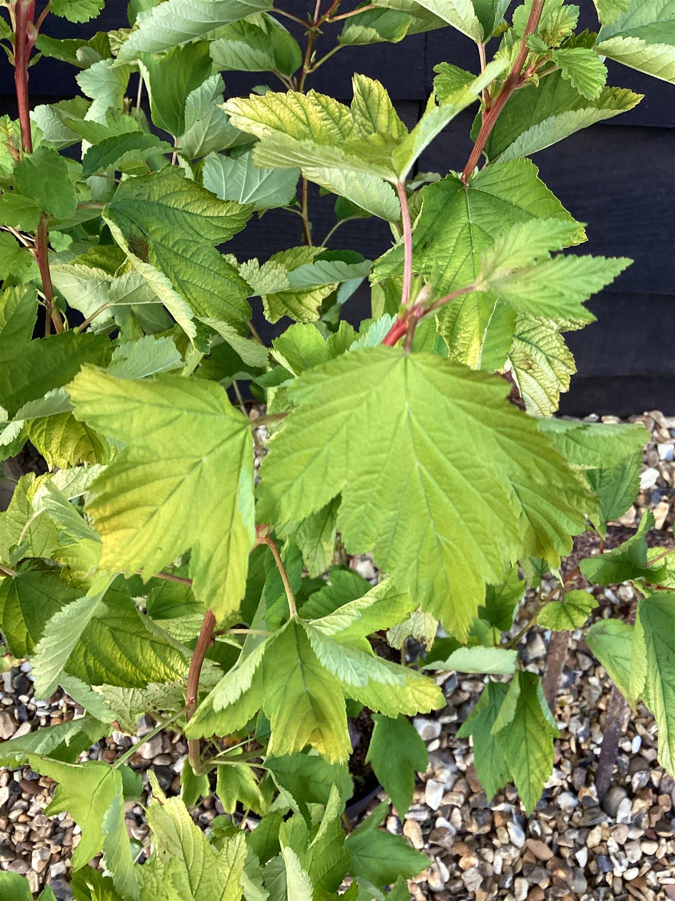 Physocarpus opulifolius 'Dart's Gold' - 55-65cm, 3lt