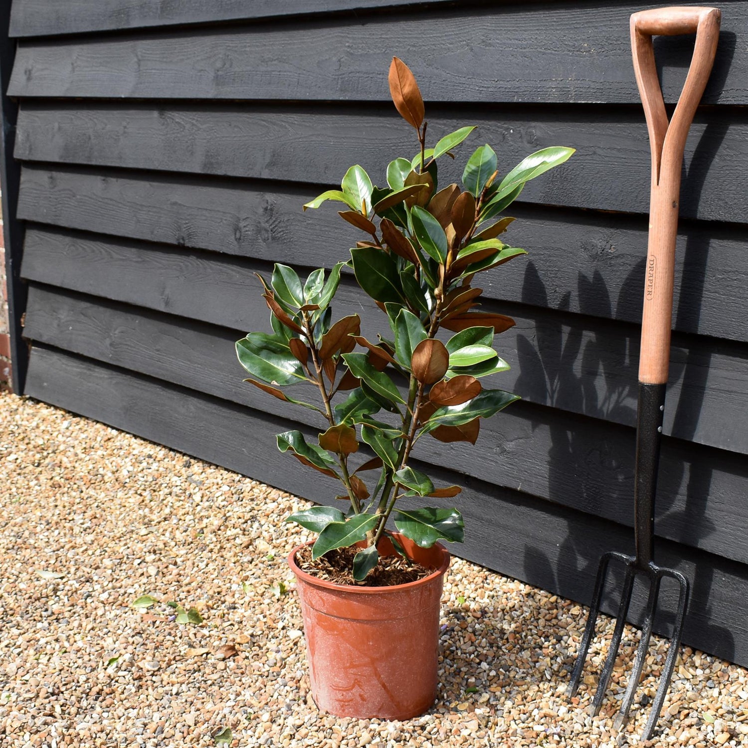 Magnolia Grandiflora Little Gem | Southern Magnolia ‘Little Gem’ - Shrub - Height 70-80cm - 7lt