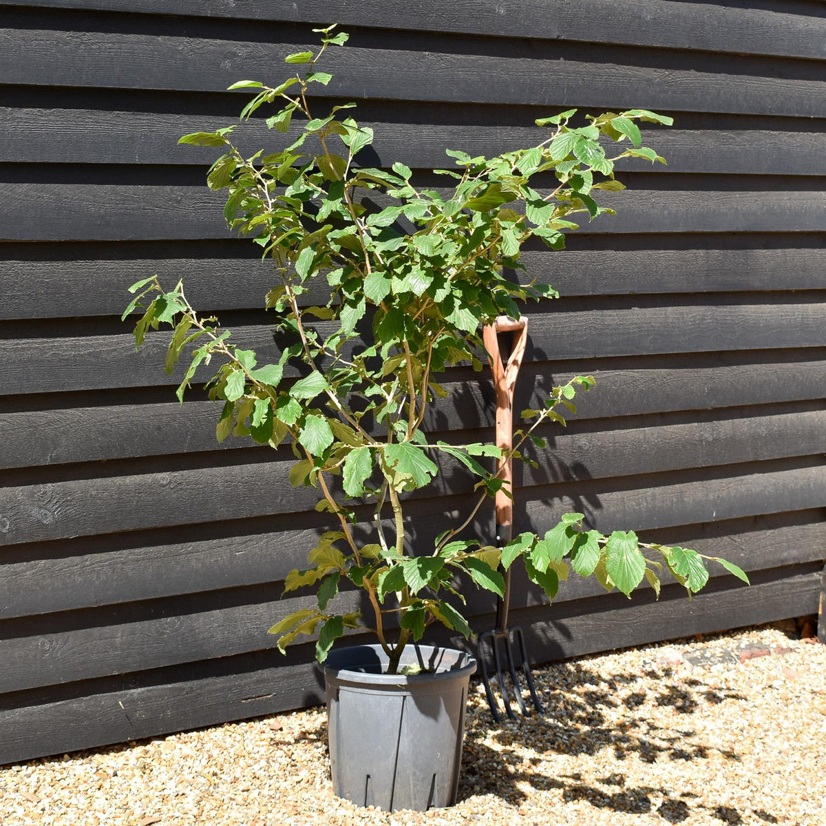 Hamamelis x intermedia 'Feuerzauber' | Witch hazel - Height 120-140cm - 20lt