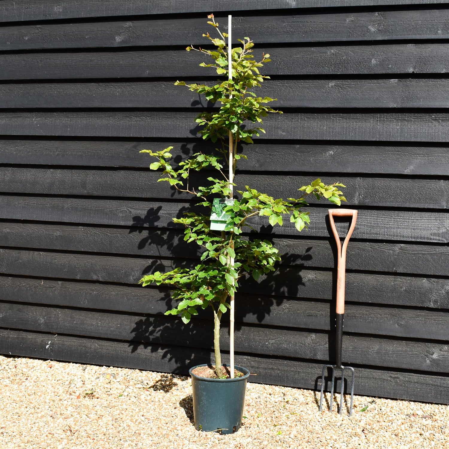 Fagus sylvatica | European Beech - Height 155-190cm - 12lt