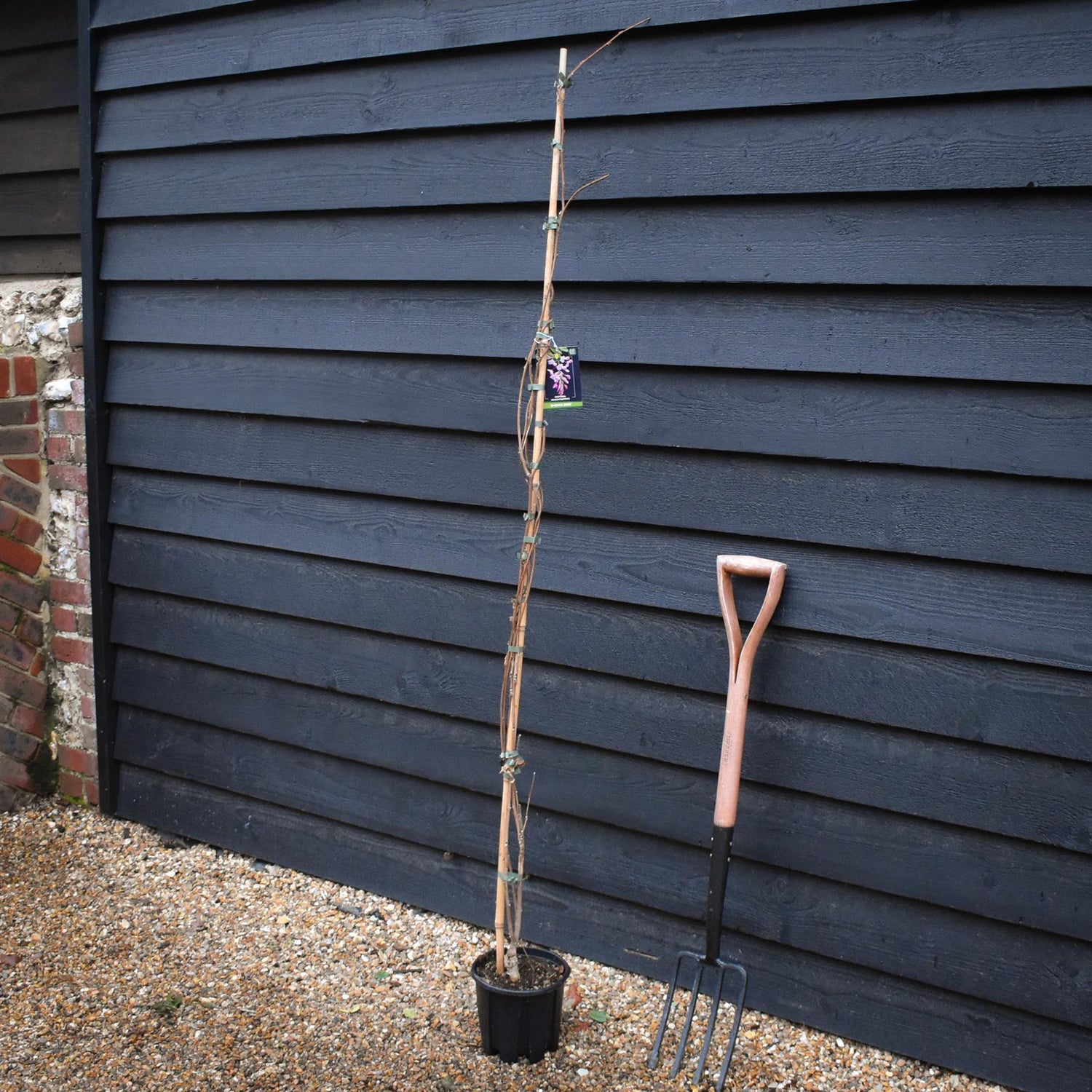 Wisteria brachybotrys 'Showa-beni' | Silky Wisteria 'Showa-beni' - Cane - Height 150-200cm - 3lt