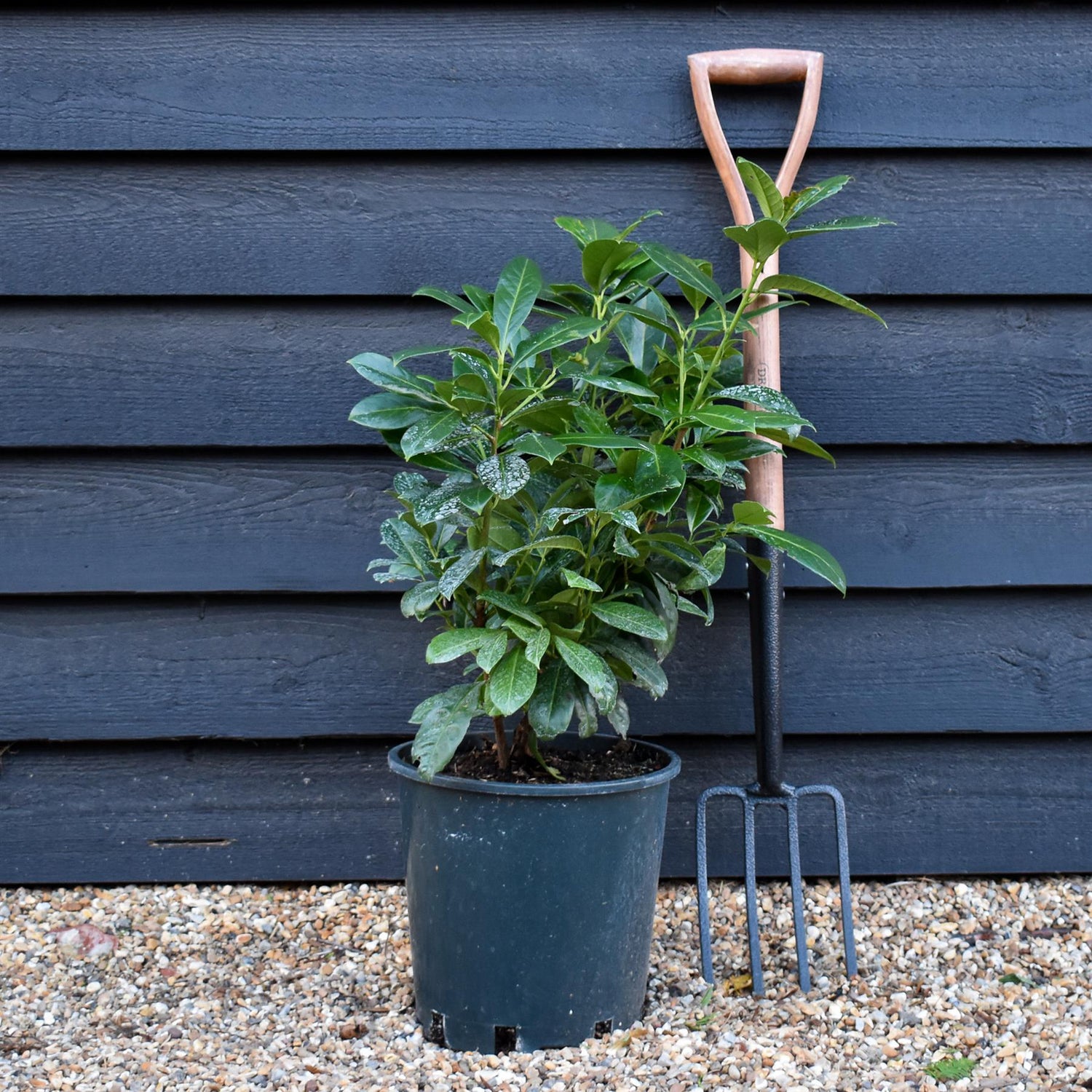 Cherry Laurel | Prunus Laurocerasus Rotundifolia - 80-90cm - Pot Grown - 12lt
