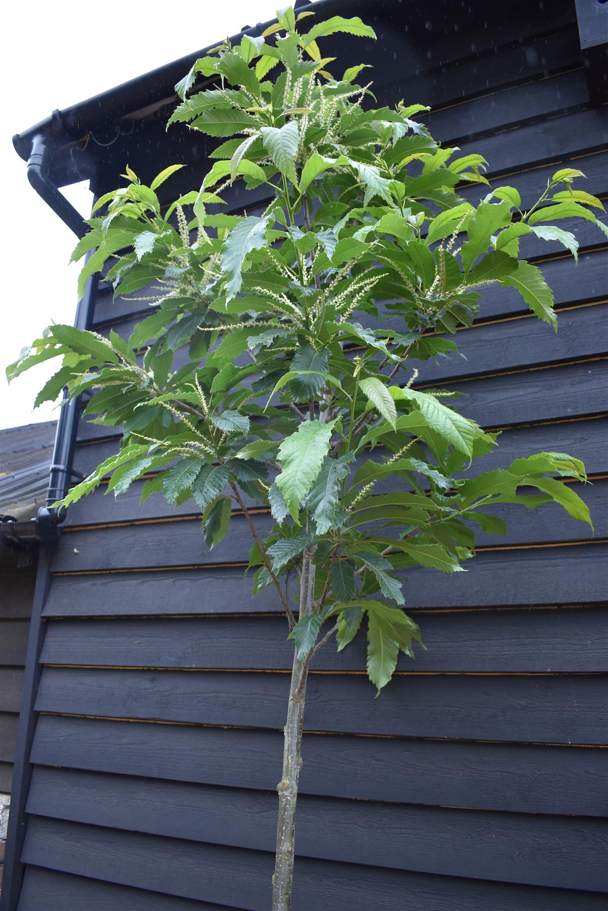 Sweet Chestnut | Castanea sativa - Height 250-300cm - Girth 14-16cm - 30-50lt