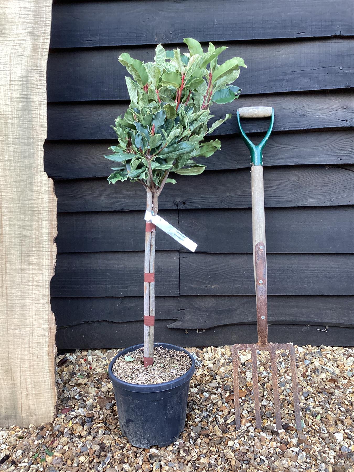Photinia serratifolia Pink Crispy | Chinese Hawthorn ‘Pink Crispy’ - 1/4 Standard - 100cm - 8lt