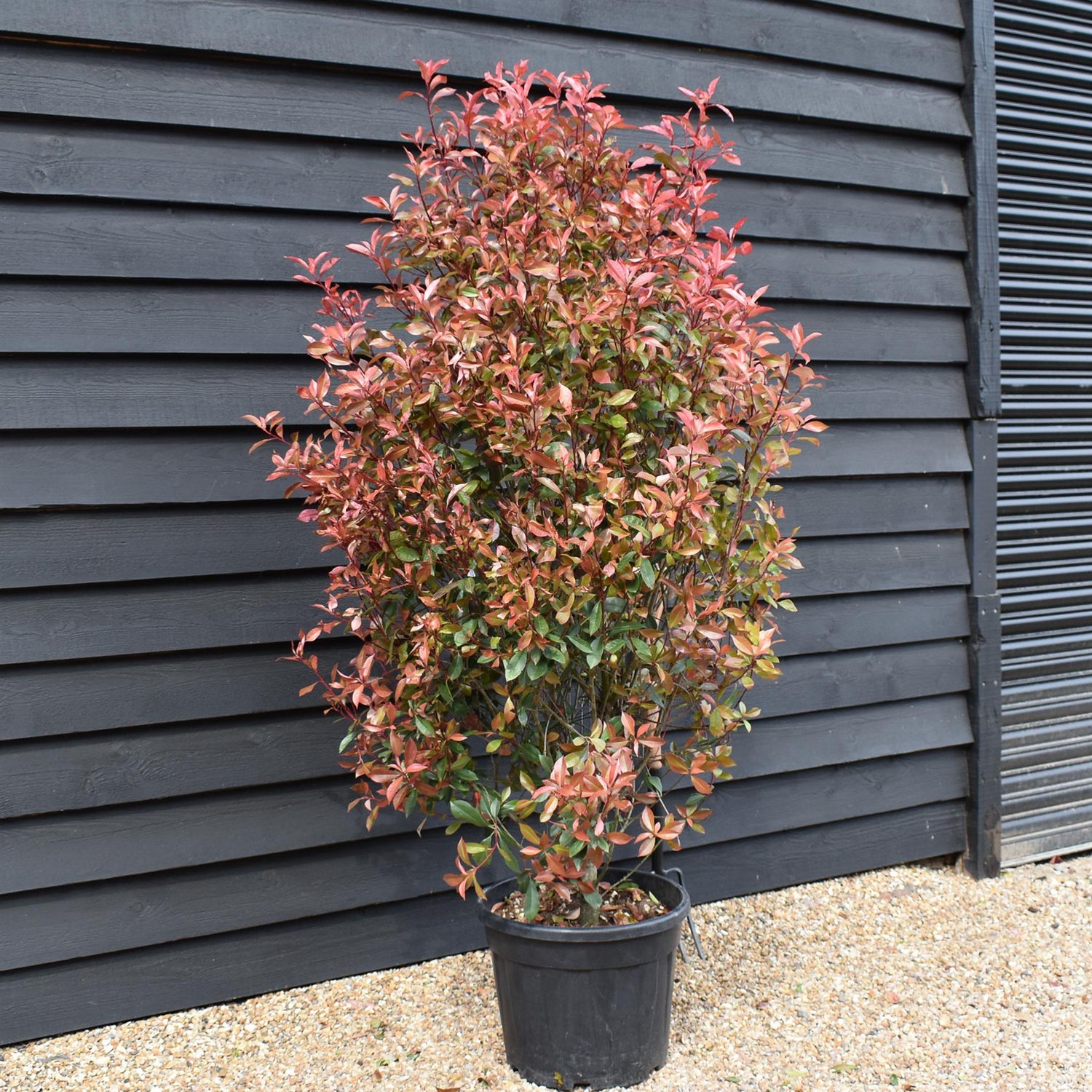 Photinia Red Robin - Compacta - Bushy - Height 170-180cm - 35lt