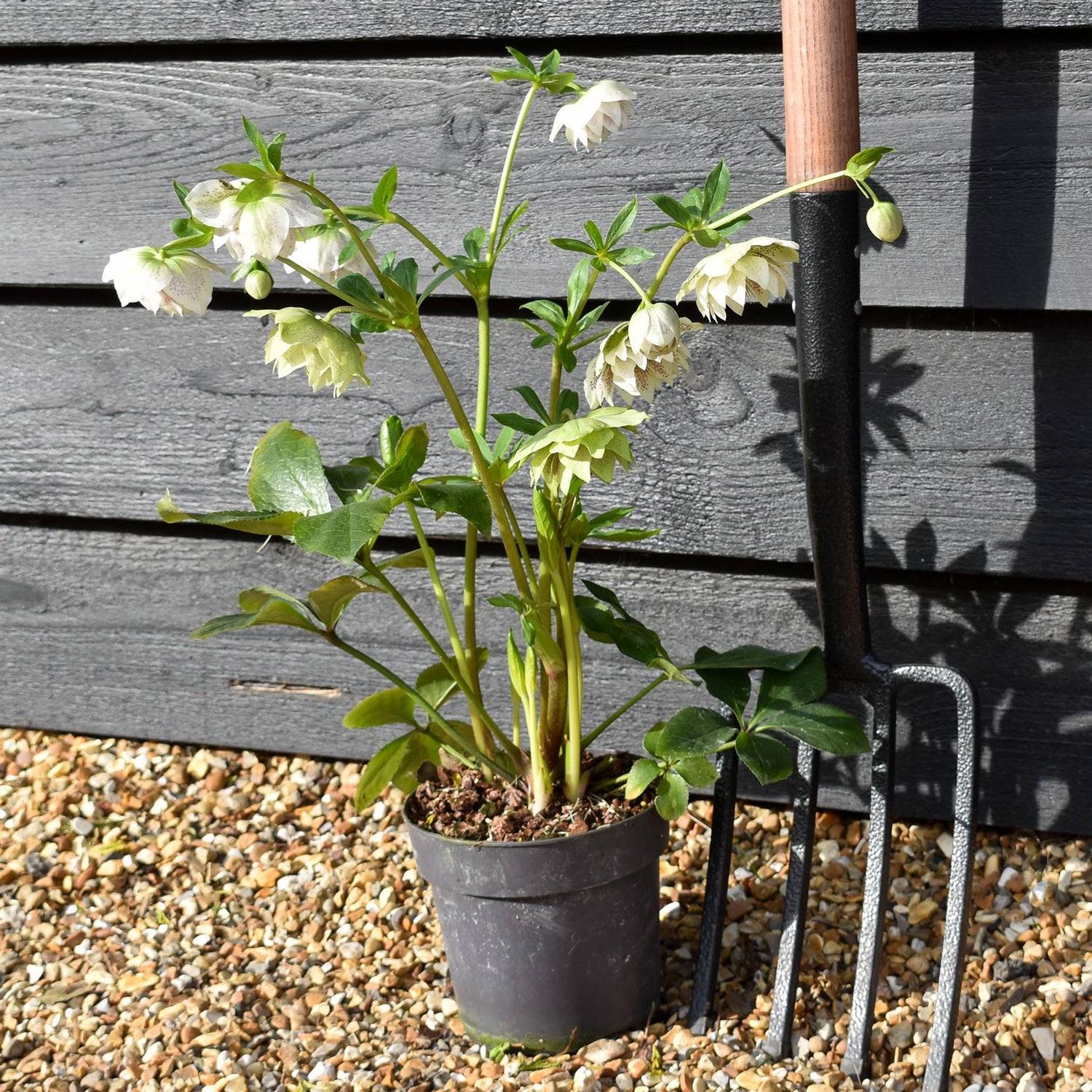 Helleborus x hybridus 'Cinderella' - Semi-Evergreen Perennial - Height 40-50cm - 2lt