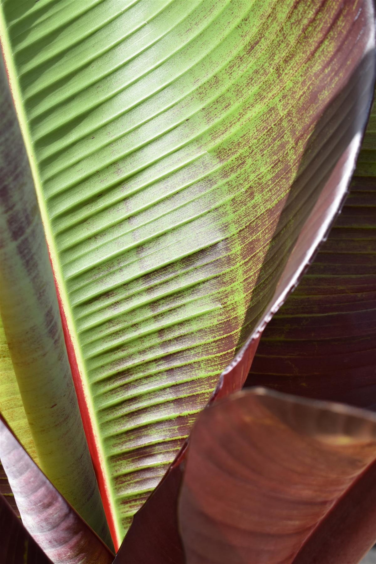 red leaf banana plant care indoor Ensete ventricosum 'Maurelii' | Red Abyssinian banana 110-130cmPalm