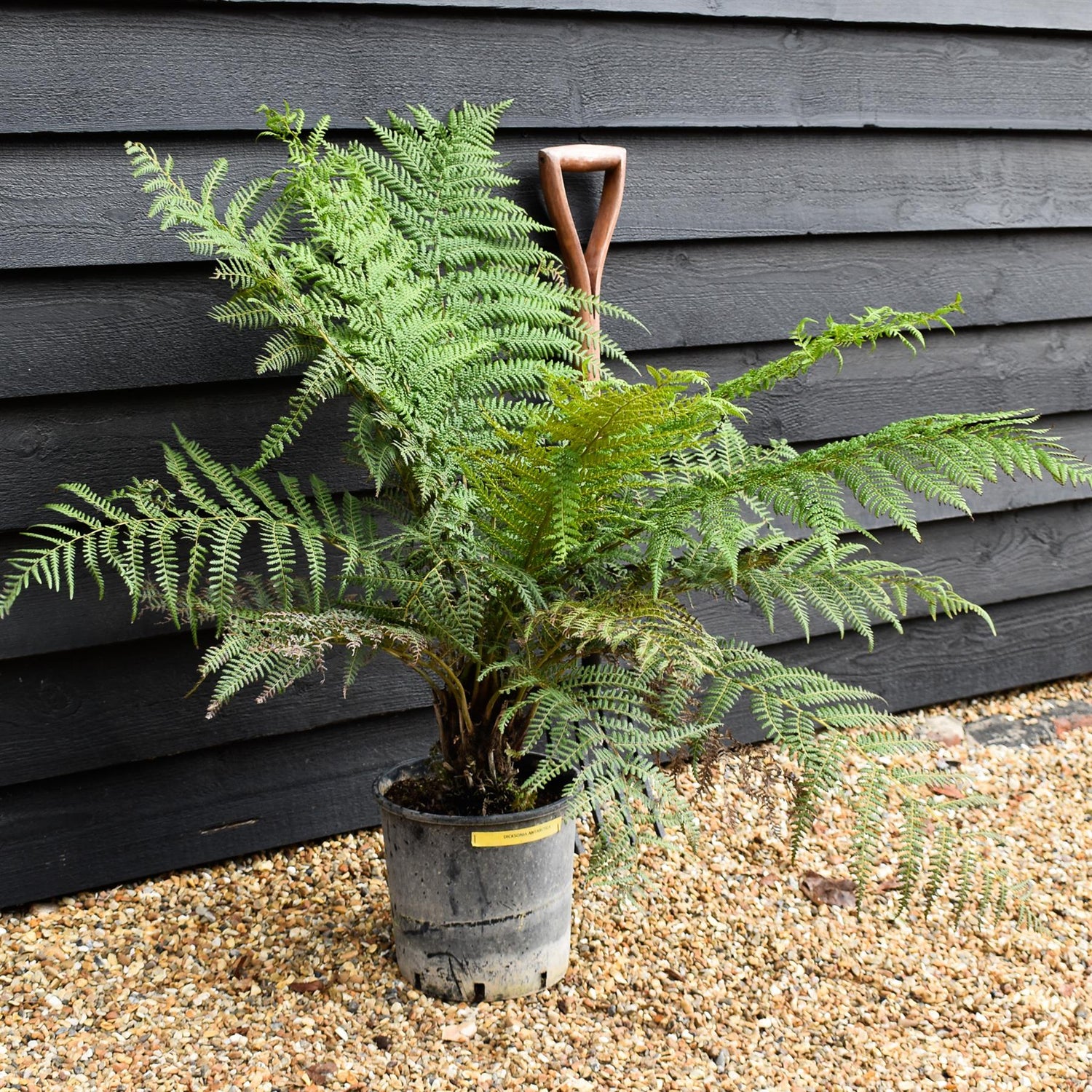 Dicksonia antarctica | Australian tree fern - Height 50-70cm - 10lt
