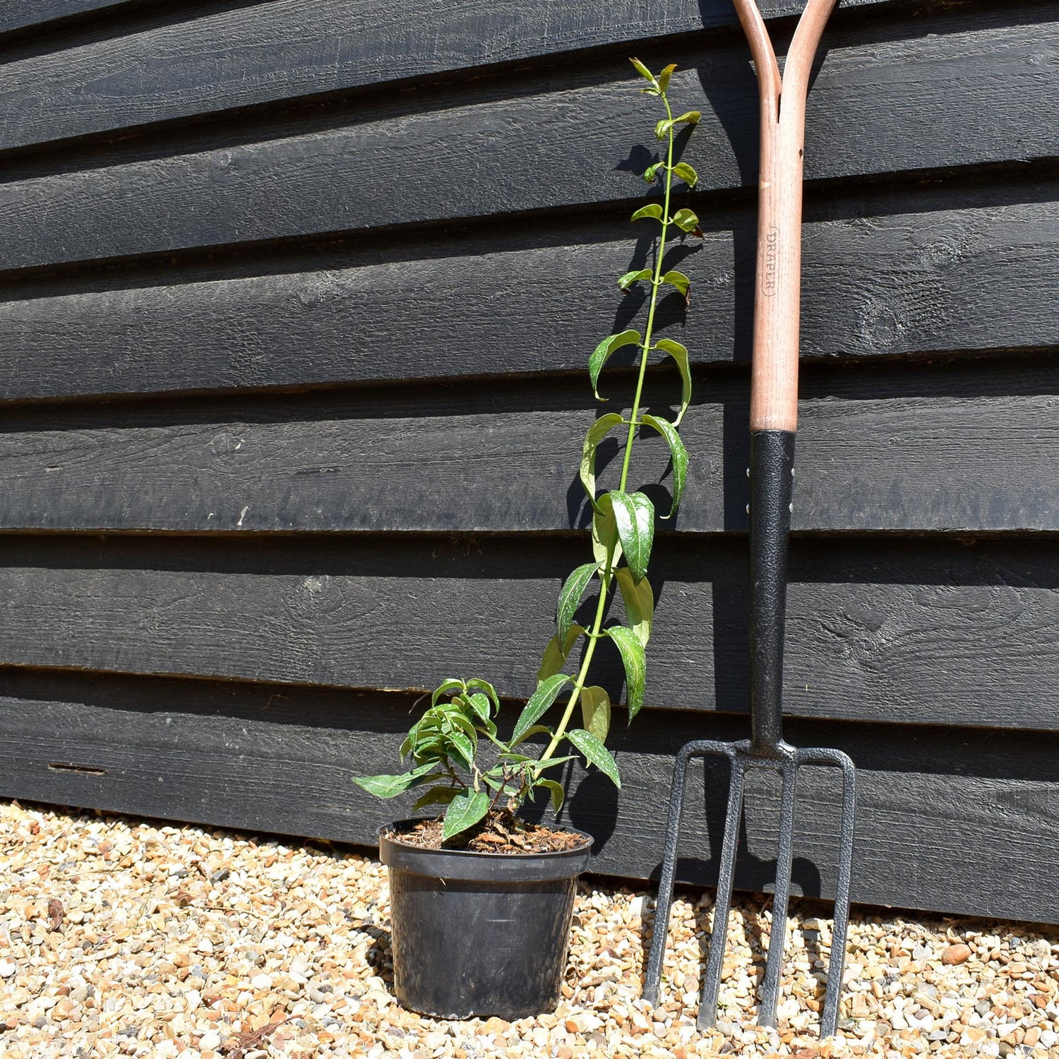 Lonicera 'Copper Beauty' - Evergreen Honeysuckle - Climber -Cane - Height 40-50cm - 2lt