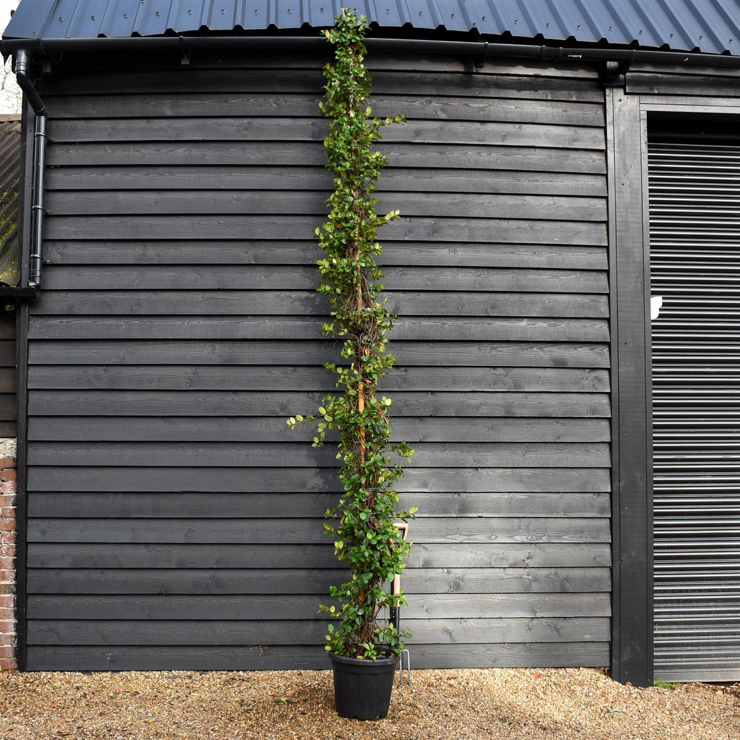 Trachelospermum jasminoides - Evergreen Climber - Cane - Height 380-400cm - 30lt