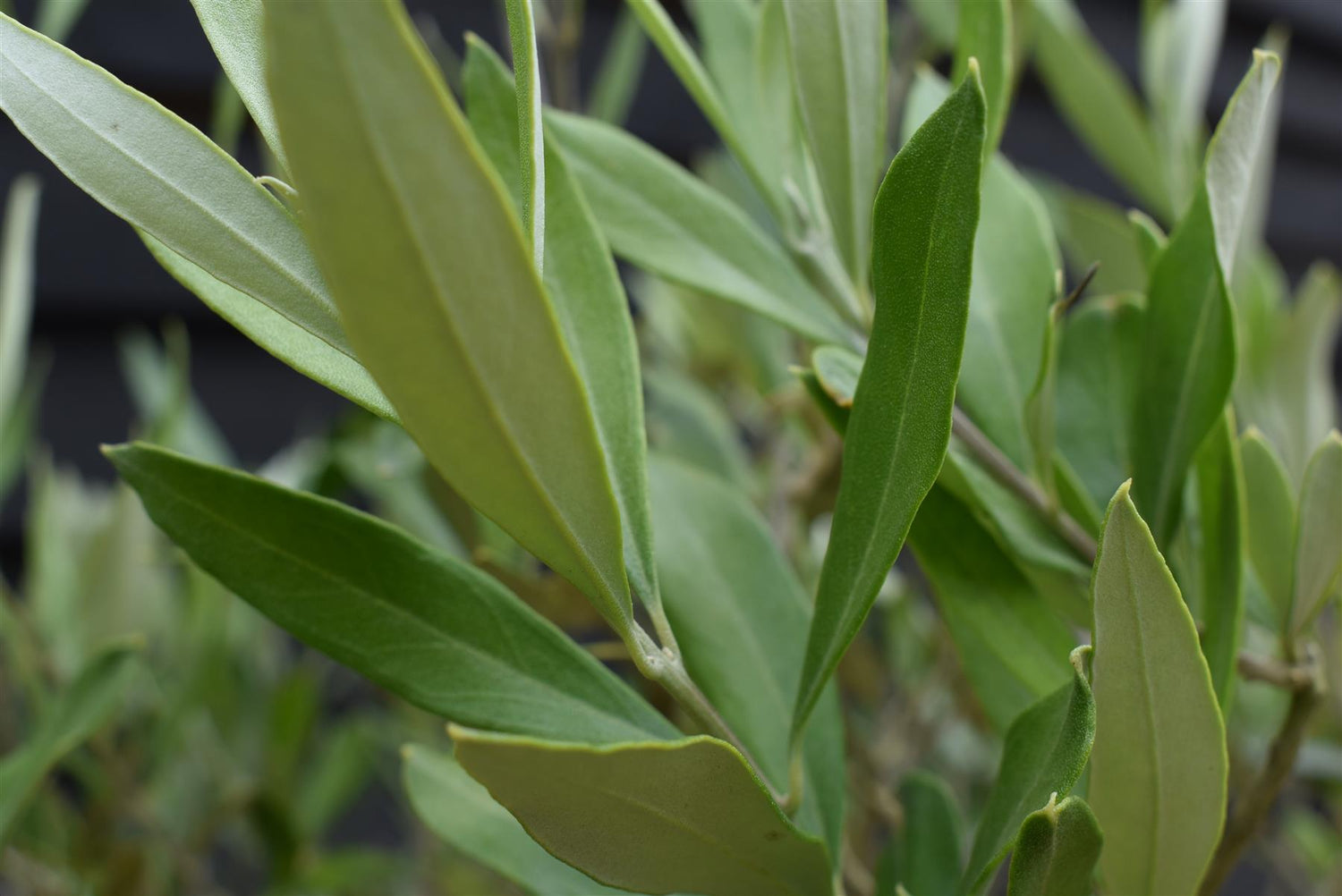 Olive Tree | Olea Europea 1/2 Std Clear Stem - 10lt