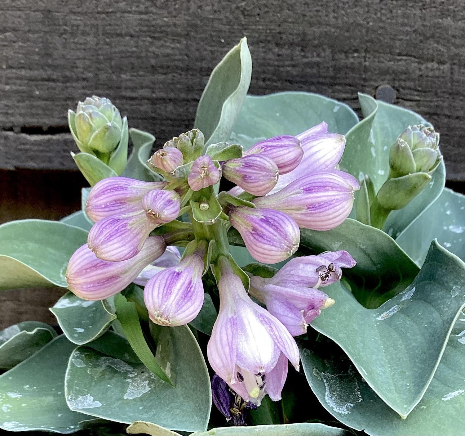 Plantain Lily 'Blue Mouse Ears' - 10-20cm, 2lt