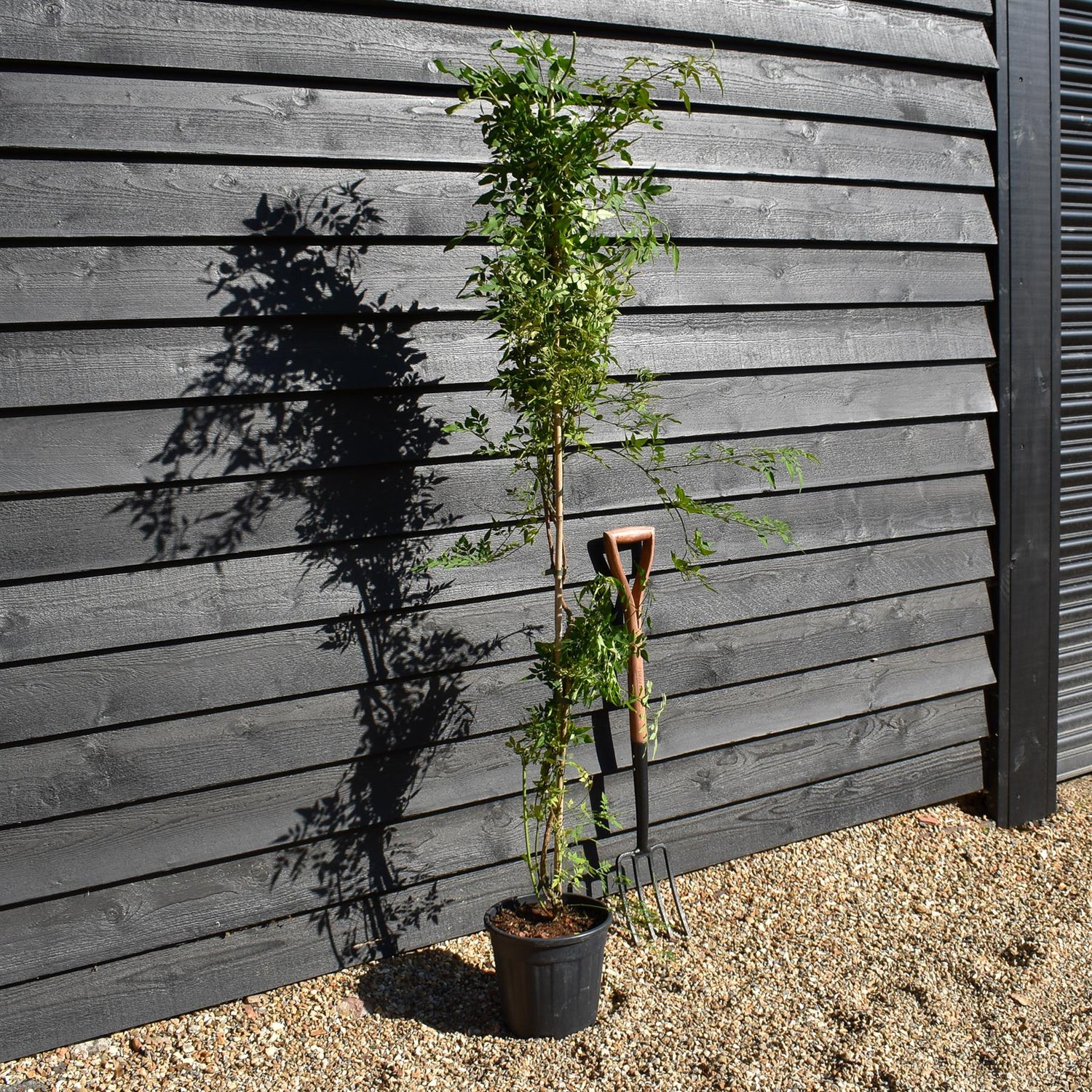 Jasminum officinale | Jasmine -  Height 90-110cm - 9lt