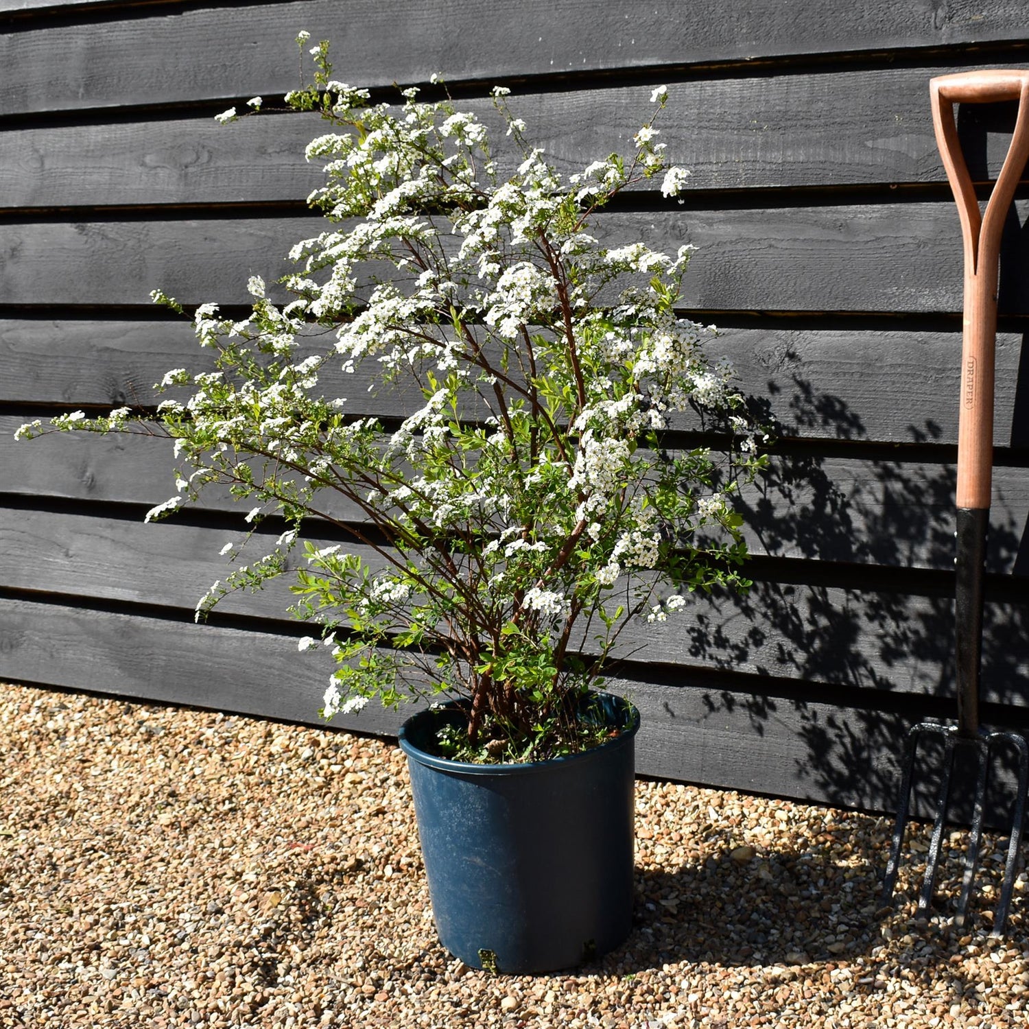 Spiraea 'Arguta' | Meadowsweets - 55-65cm, 12lt