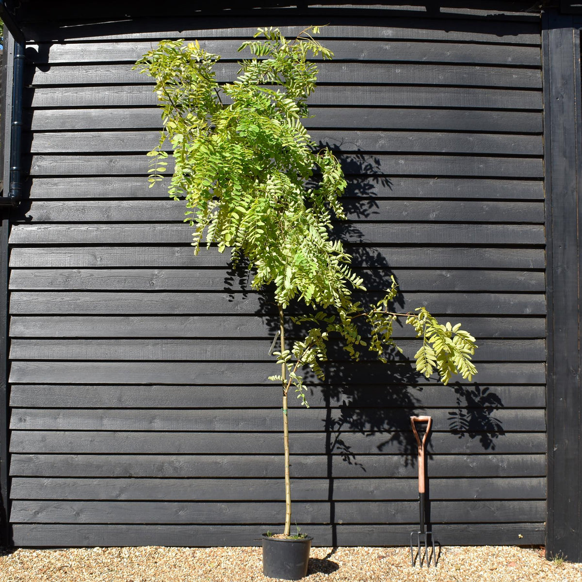 Robinia Pseudoacacia Frisia | Black Locust - Girth 6-8cm - Height 250-300cm - 15lt
