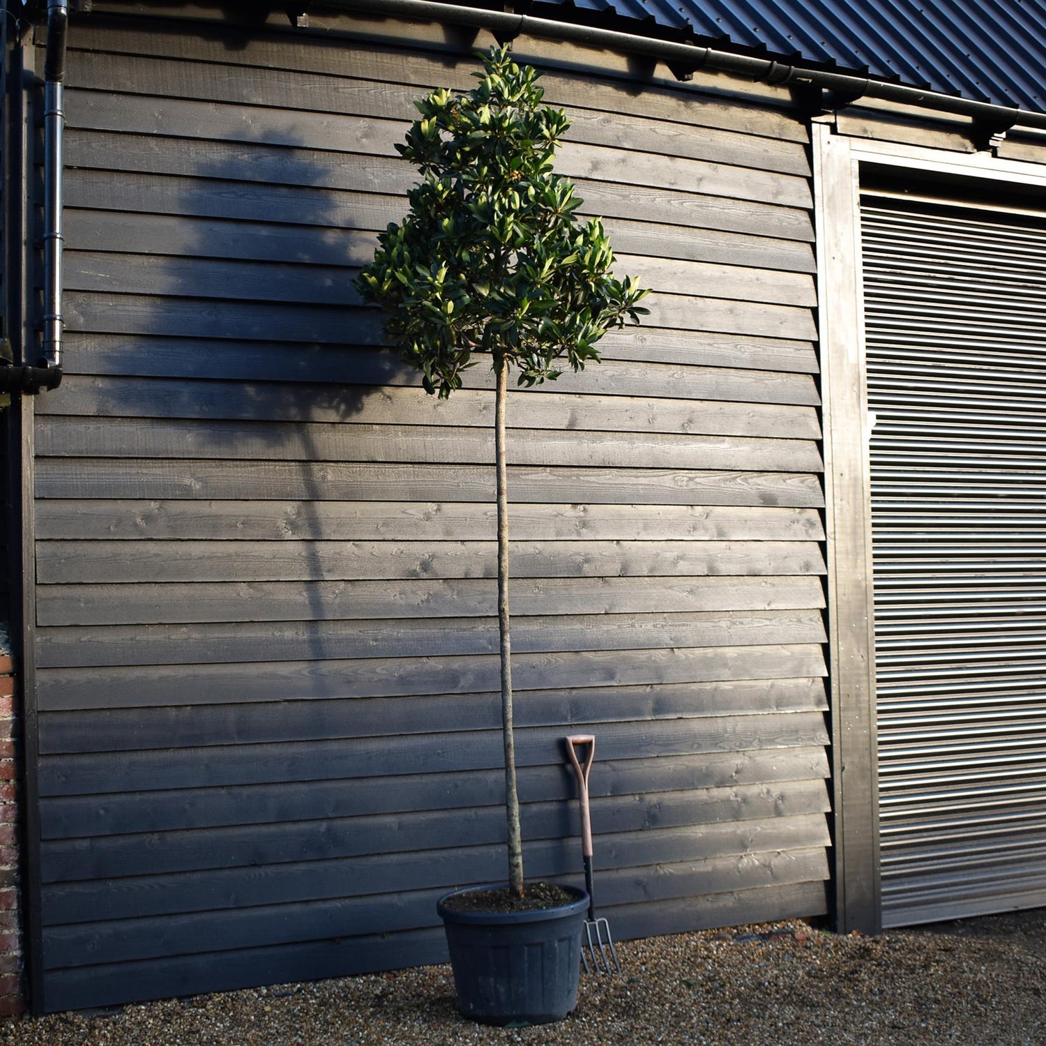 Eriobotrya japonica Tree | Loquat  -Standard - Clear Stem 190-200cm - Girth 12-14cm - Height 290-300cm - 70lt
