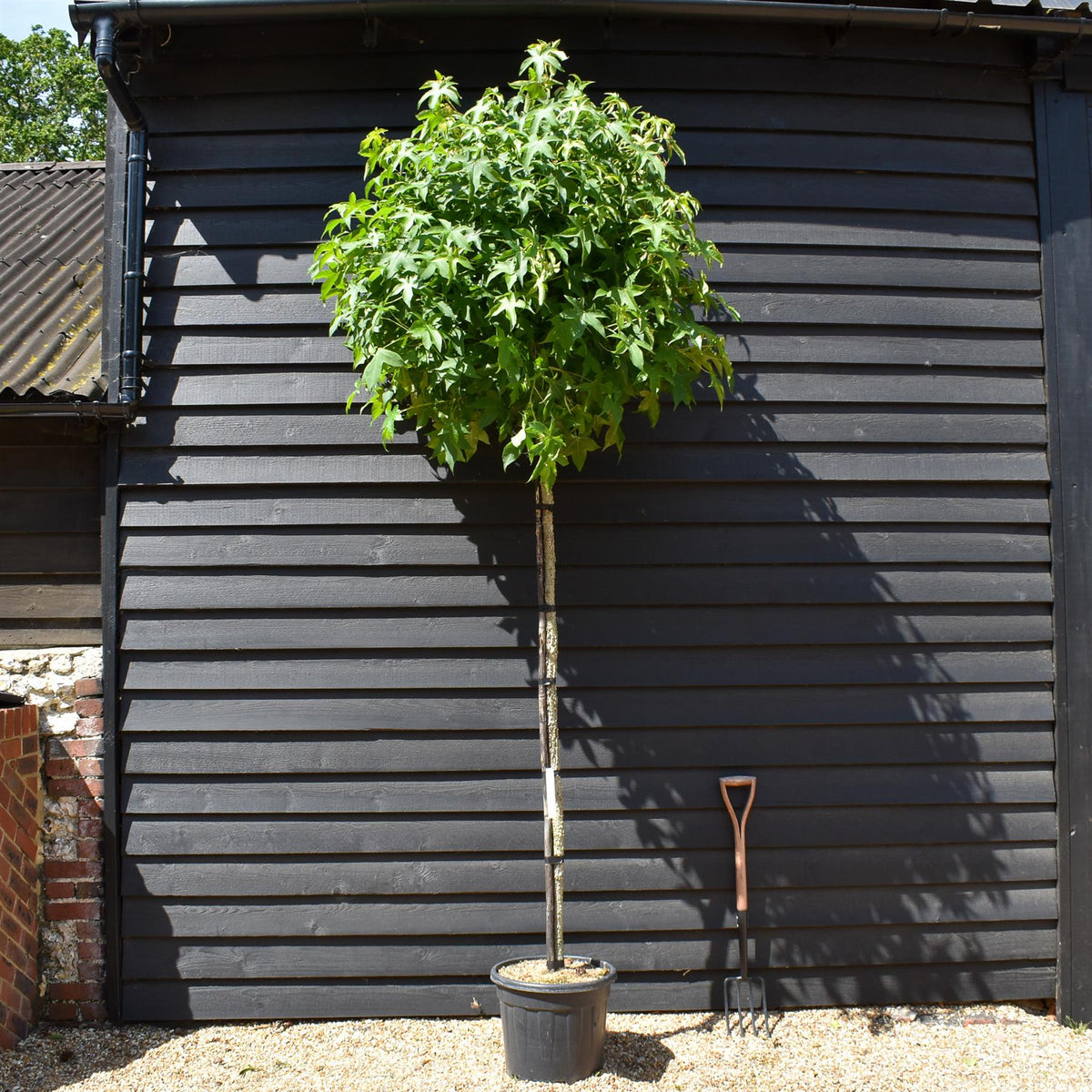 Liquidambar styraciflua 'Gum Ball'| Sweet Gum Tree - Clear Stem 190-210cm - Girth 12-14cm - Height 430-450cm - 35lt