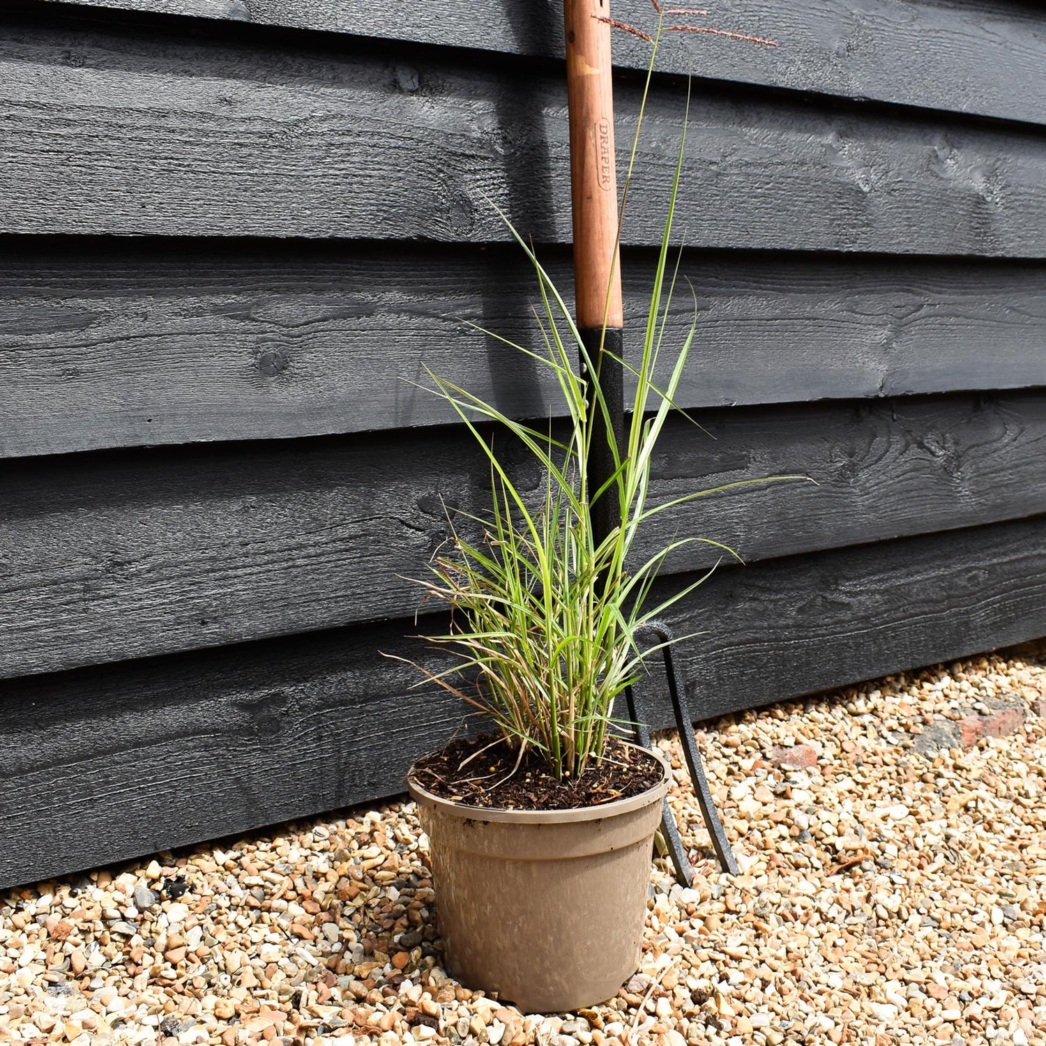 Miscanthus sinensis 'Ferner Osten' - Grass - 3lt