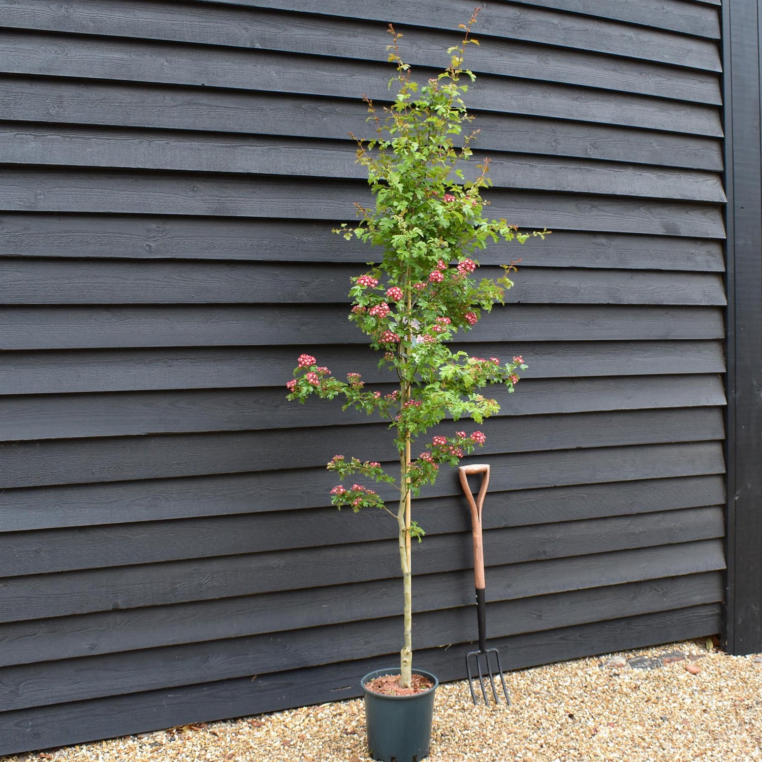 Crataegus laevigata 'Crimson Cloud' - Height 170cm-190cm - 12lt