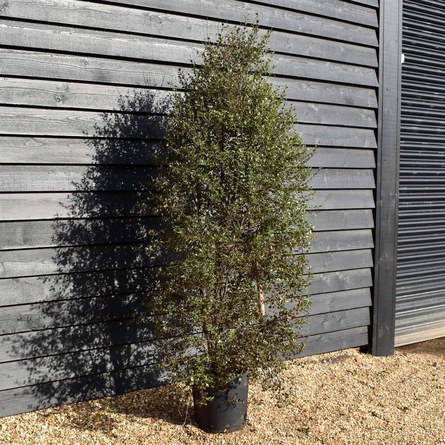 Pittosporum 'Silver Sheen' - Height 180-200cm -25lt