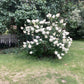 Hydrangea paniculata 'Whitelight' - 30-40cm - 5lt