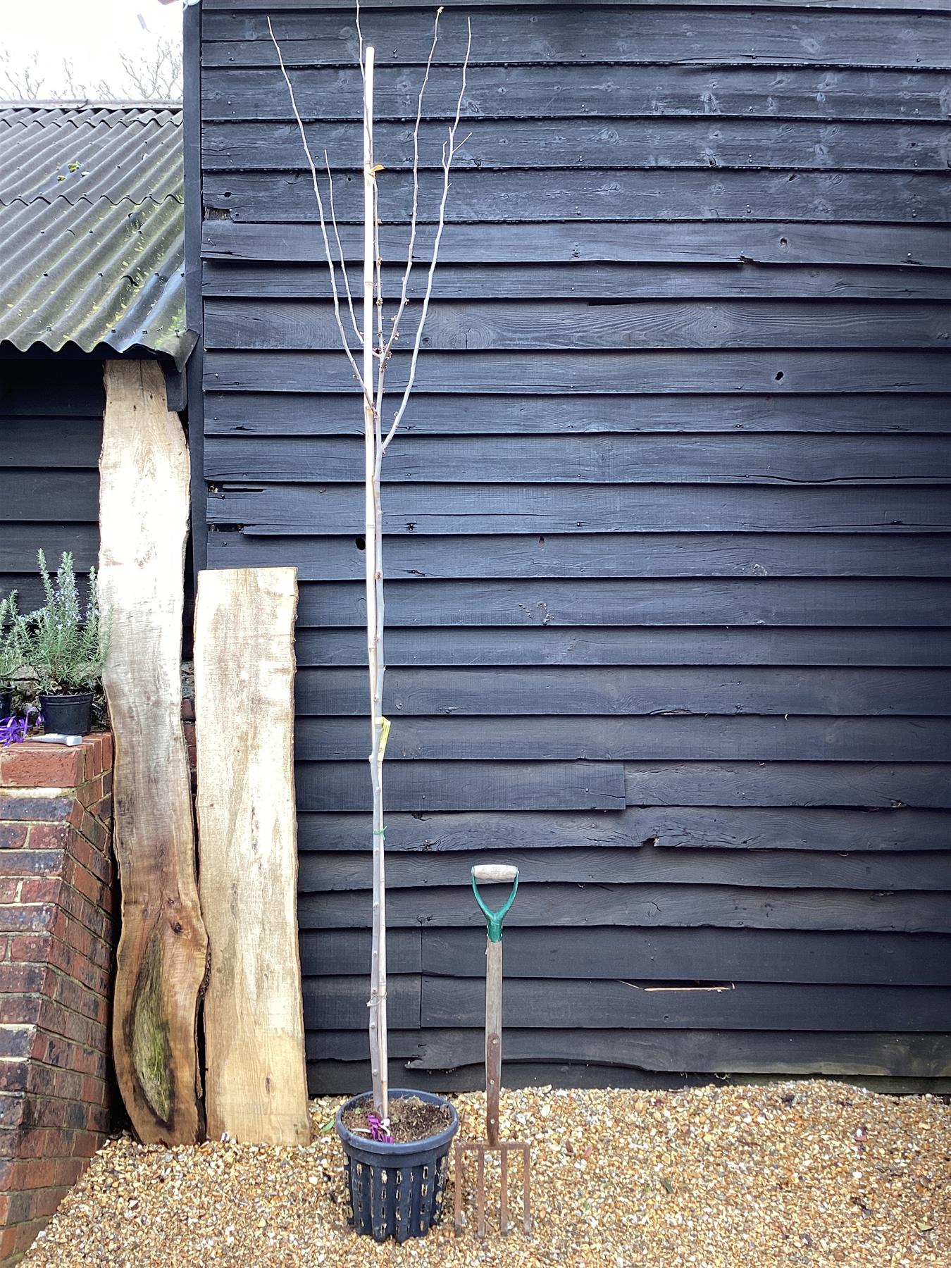 Judas tree | Cercis siliquastrum - Girth 5-6cm - 230-250cm - 18lt