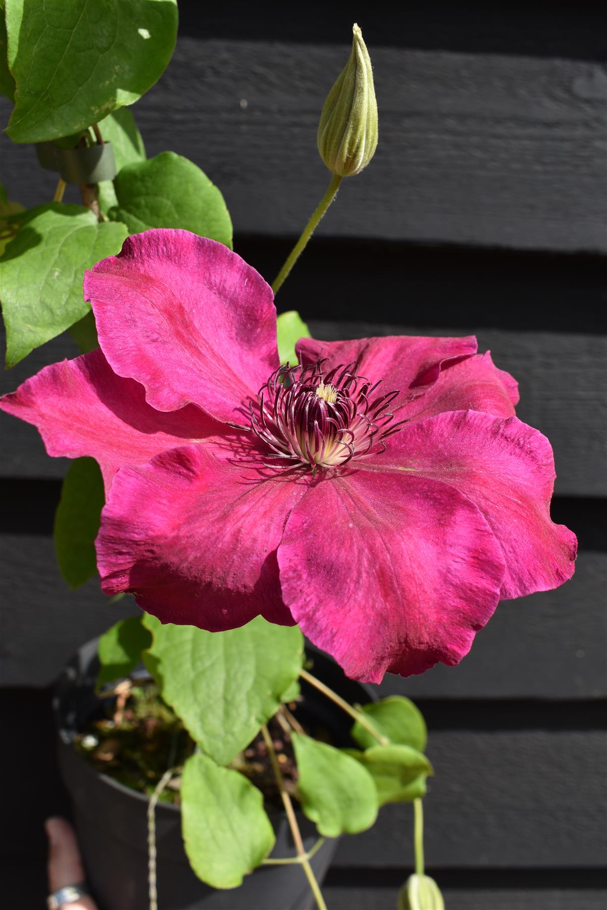 Clematis Nubia - 40-60cm, 3lt
