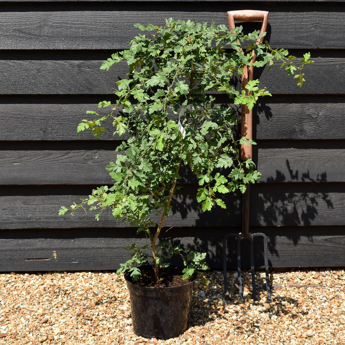 Crataegus Monogyna | Common Hawthorn - Height 125-150cm - 5lt