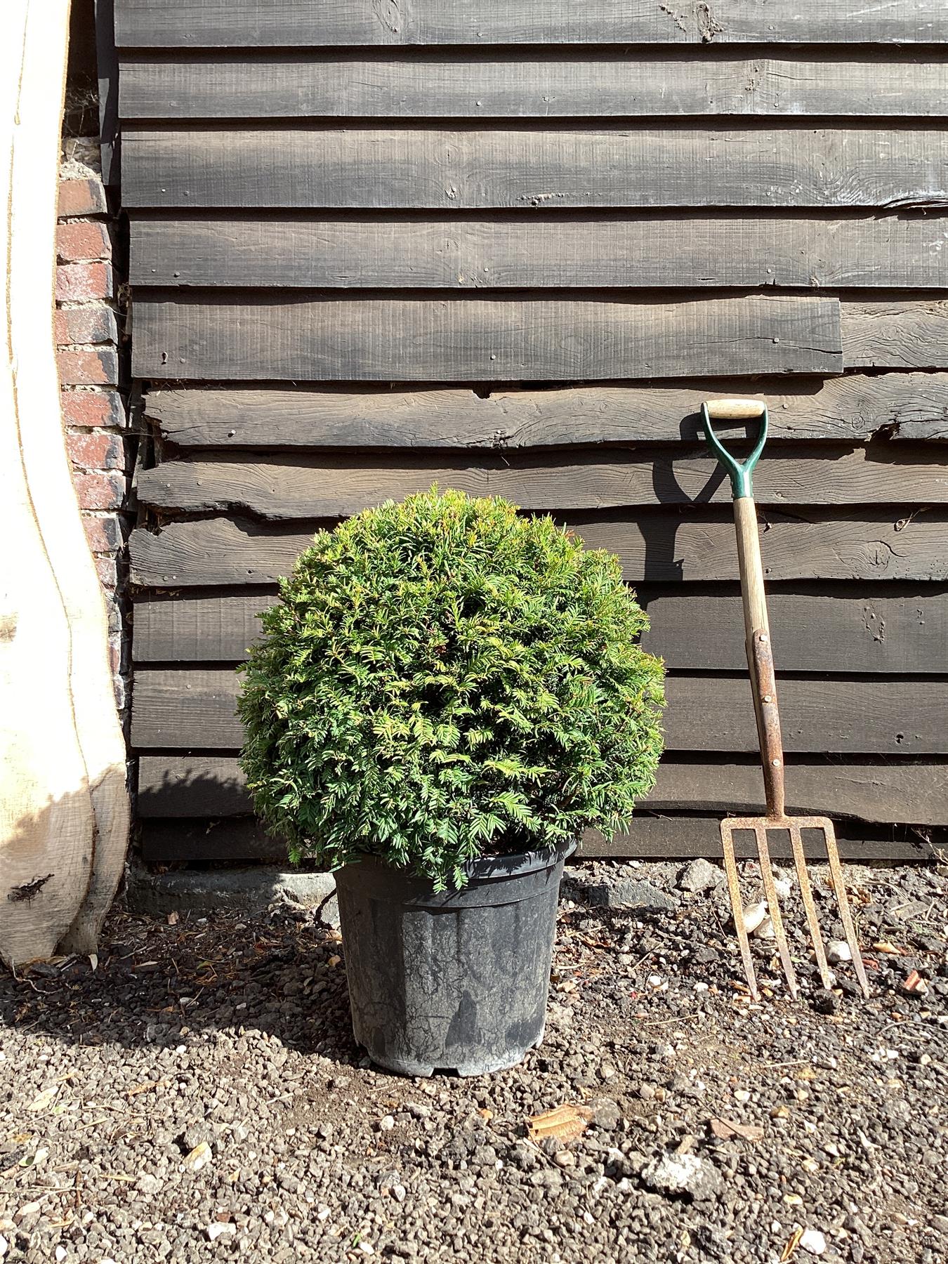 Taxus baccata (balls) - 120-140cm, 30lt