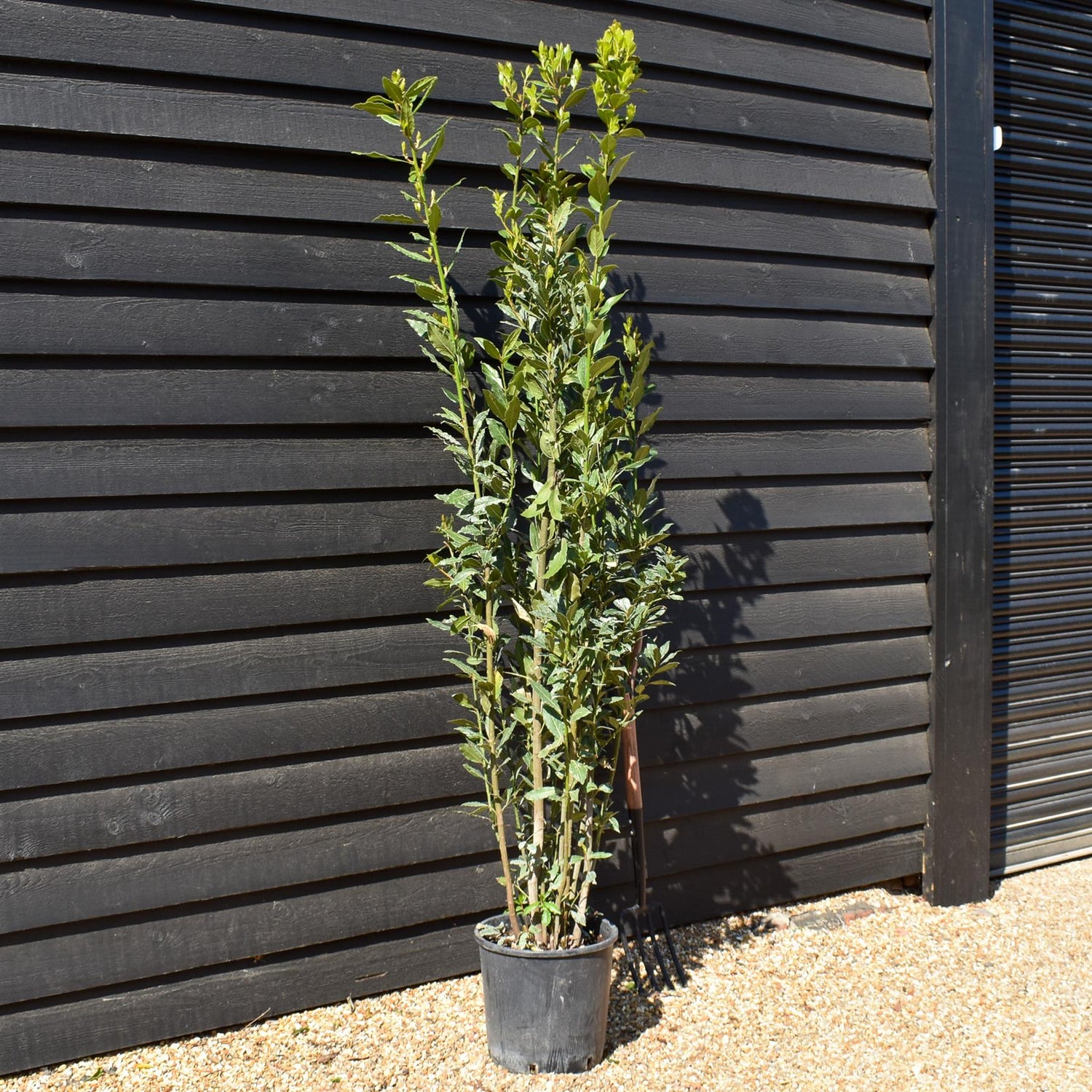 Laurus nobilis - Bay - Bushy - Height 200-230cm - 18lt