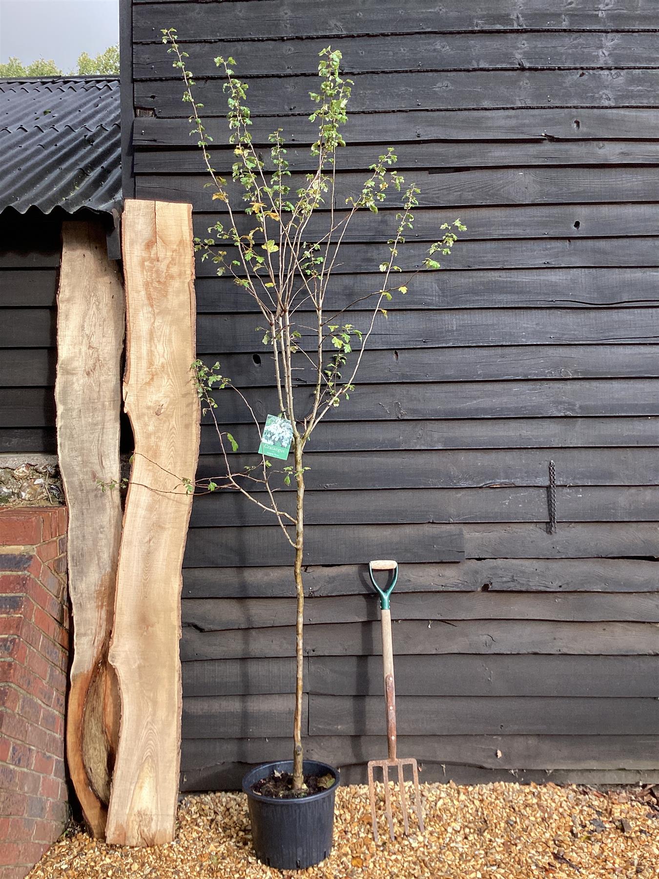 Crataegus Laevigata 'Plena' | White Flowering Hawthorn Tree - 180-220cm, 20lt