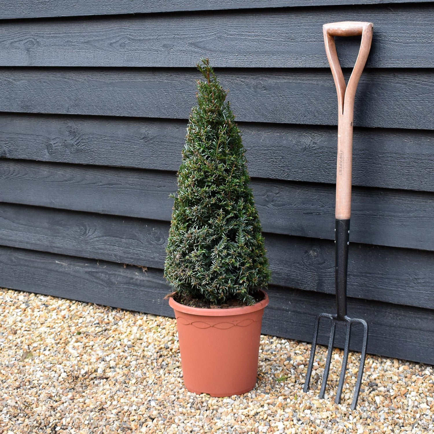 Taxus baccata | Yew tree - Cone - Height 60-70cm - 12lt