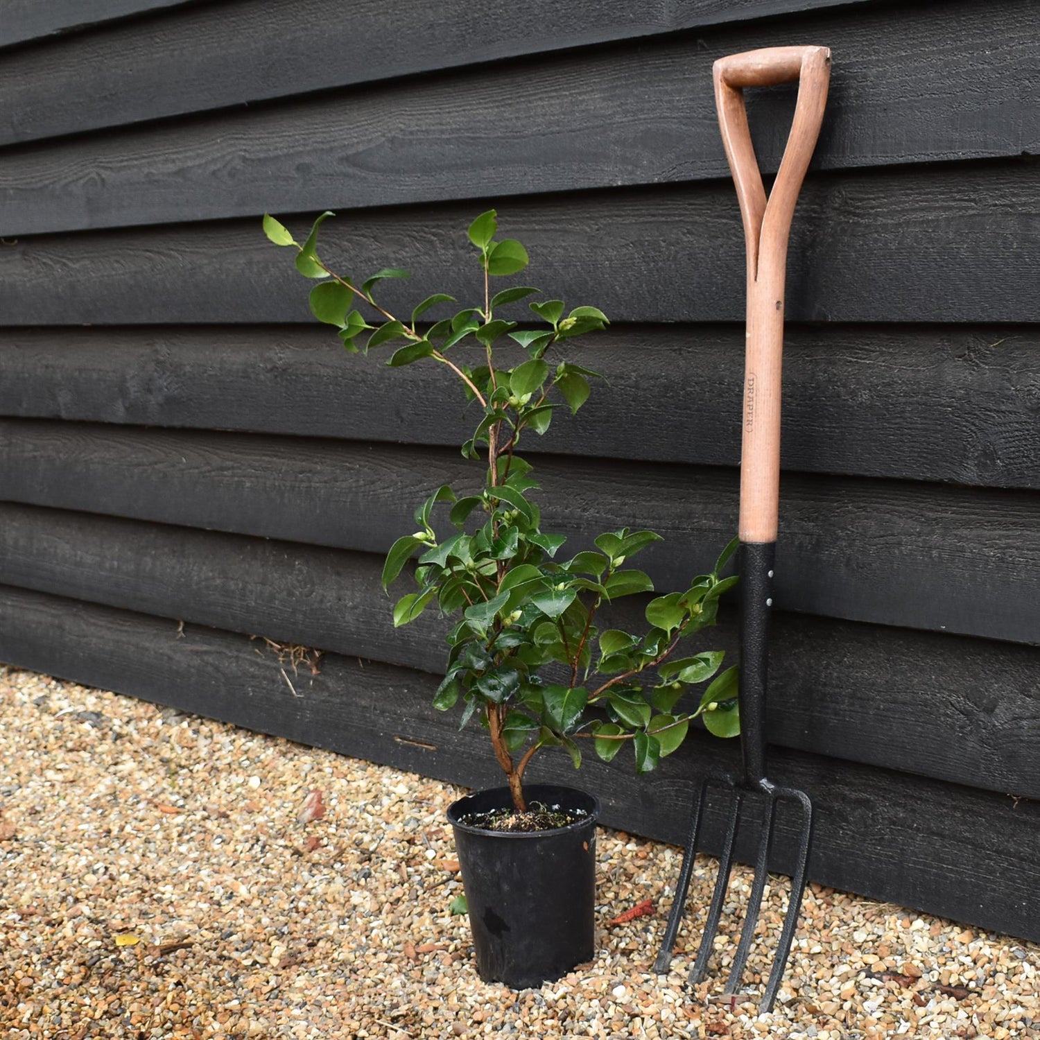 Camellia japonica 'Nobilissima' - Shrub - 3lt