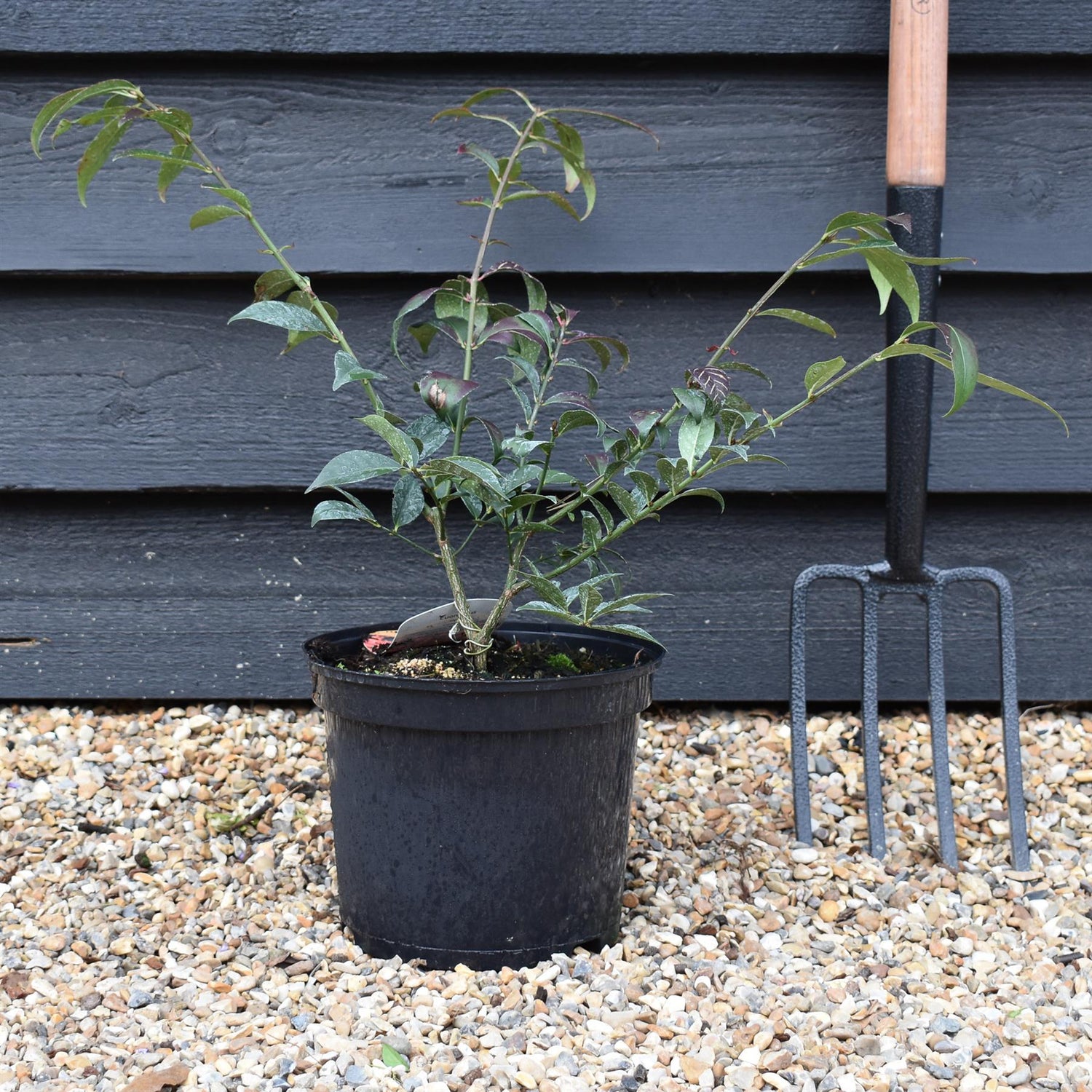 Euonymus alatus Compactus - Height 40-50cm - Bushy - 5lt