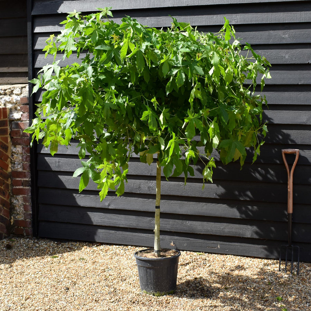 Liquidambar styraciflua 'Gum Ball' - Half standard - Clear Stem 100cm - Girth 6-8cm - Height 140-160cm - 20lt
