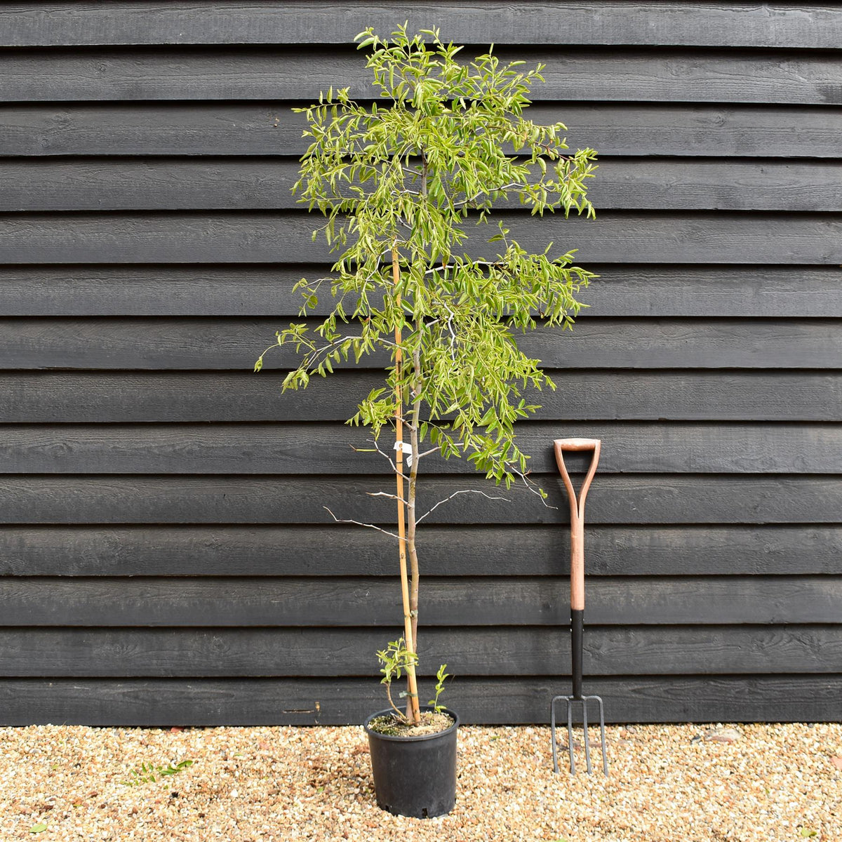 Ziziphus Jujuba - Chinese Date - Height 150-170cm - 10lt