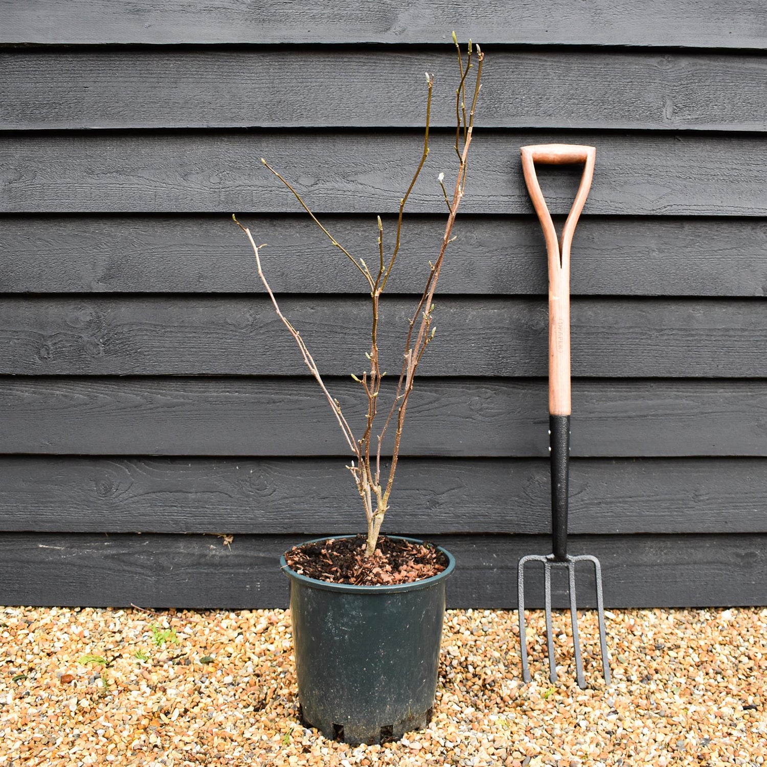 Magnolia x soulangeana | Saucer magnolia - Height 100-120cm - 10lt