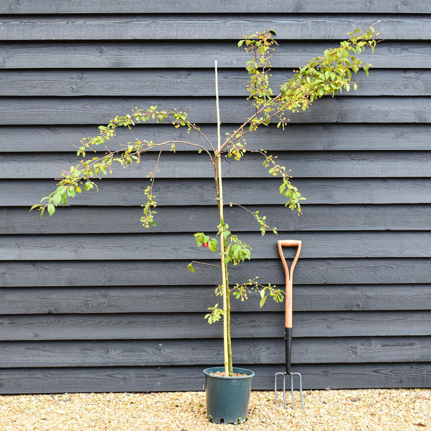 Japanese Crab Apple Tree | Malus Floribunda - Height 180-240cm, 10lt