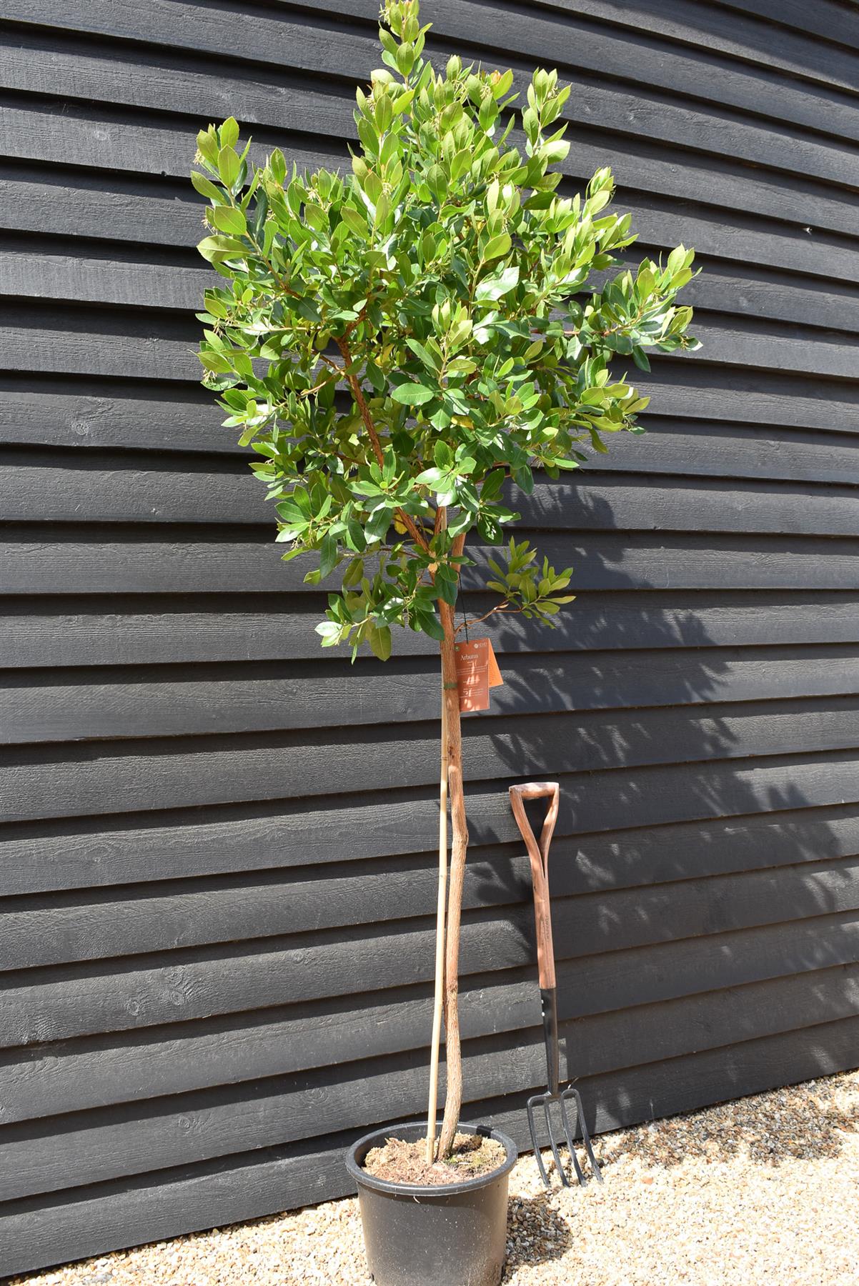 Arbutus unedo Tree |  Strawberry Tree - Clear Stem 100-120cm - Girth 6-8cm - Height - 180-220cm - 20lt