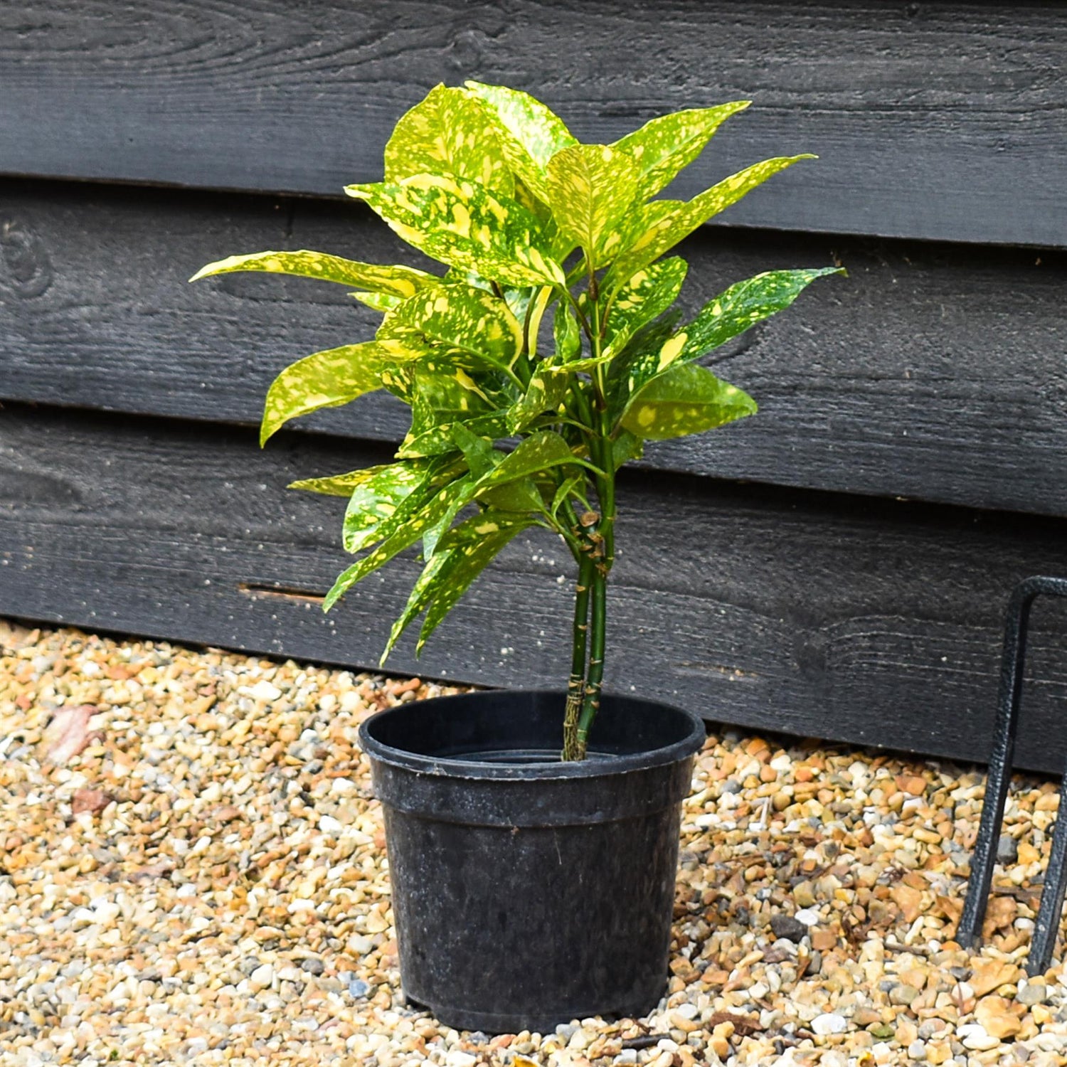 Aucuba japonica 'Marmorata' | Variegated Aucuba 20-35cm - 3lt