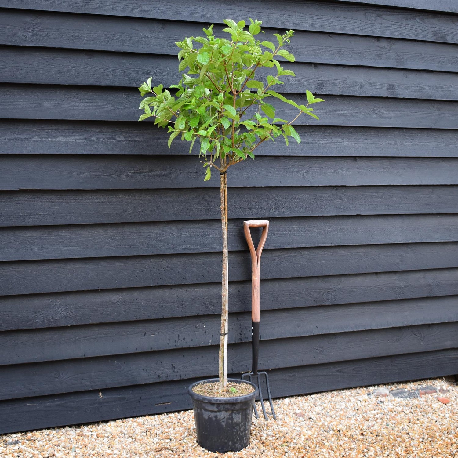 Hydrangea paniculata 'Polar Bear' -  Clear Stem 90-100cm - Height 140-160cm - 15lt