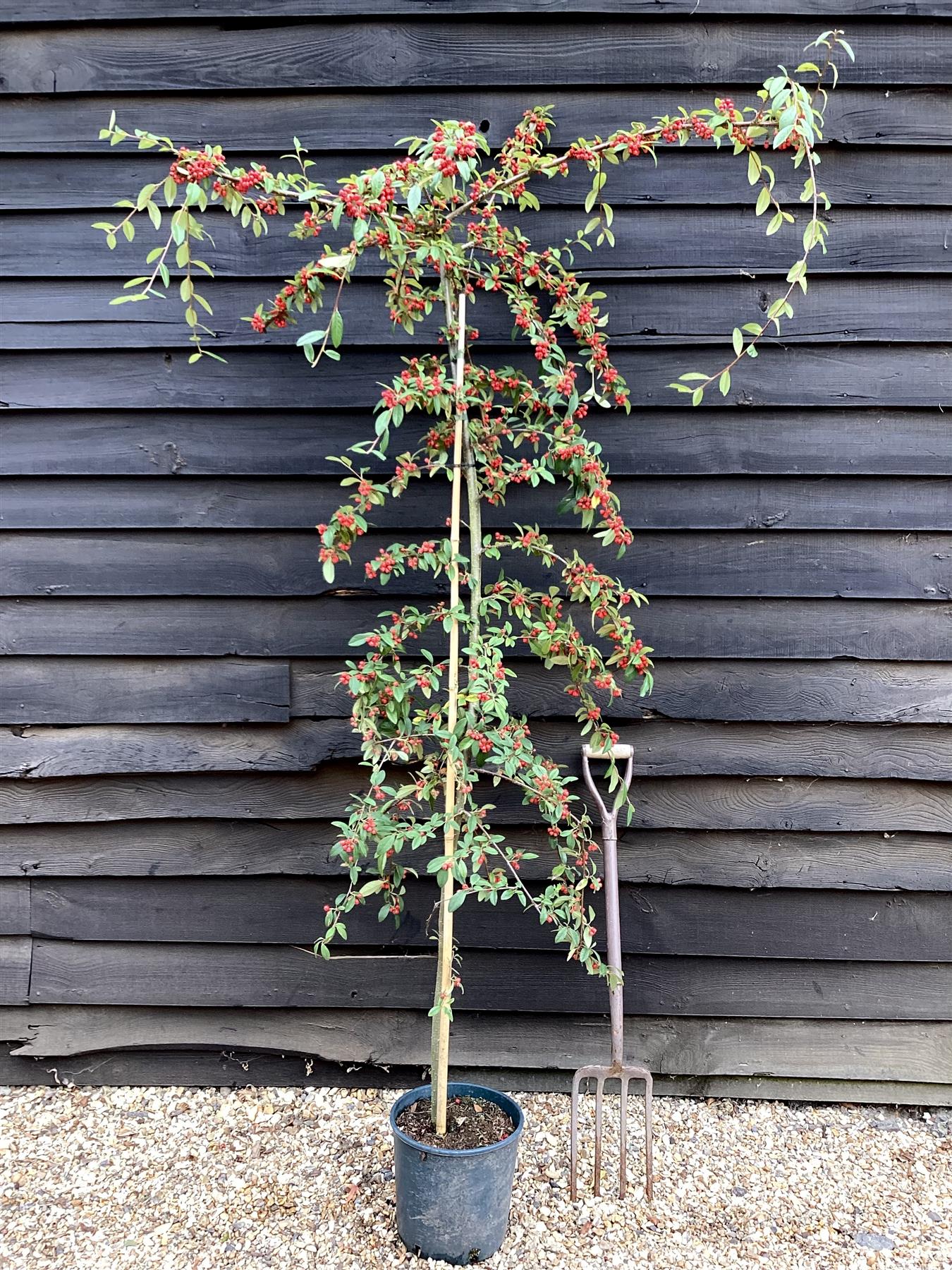 Cotoneaster 'Hybridus Pendulus' | Weeping Cotoneaster - 150-180cm, 10lt