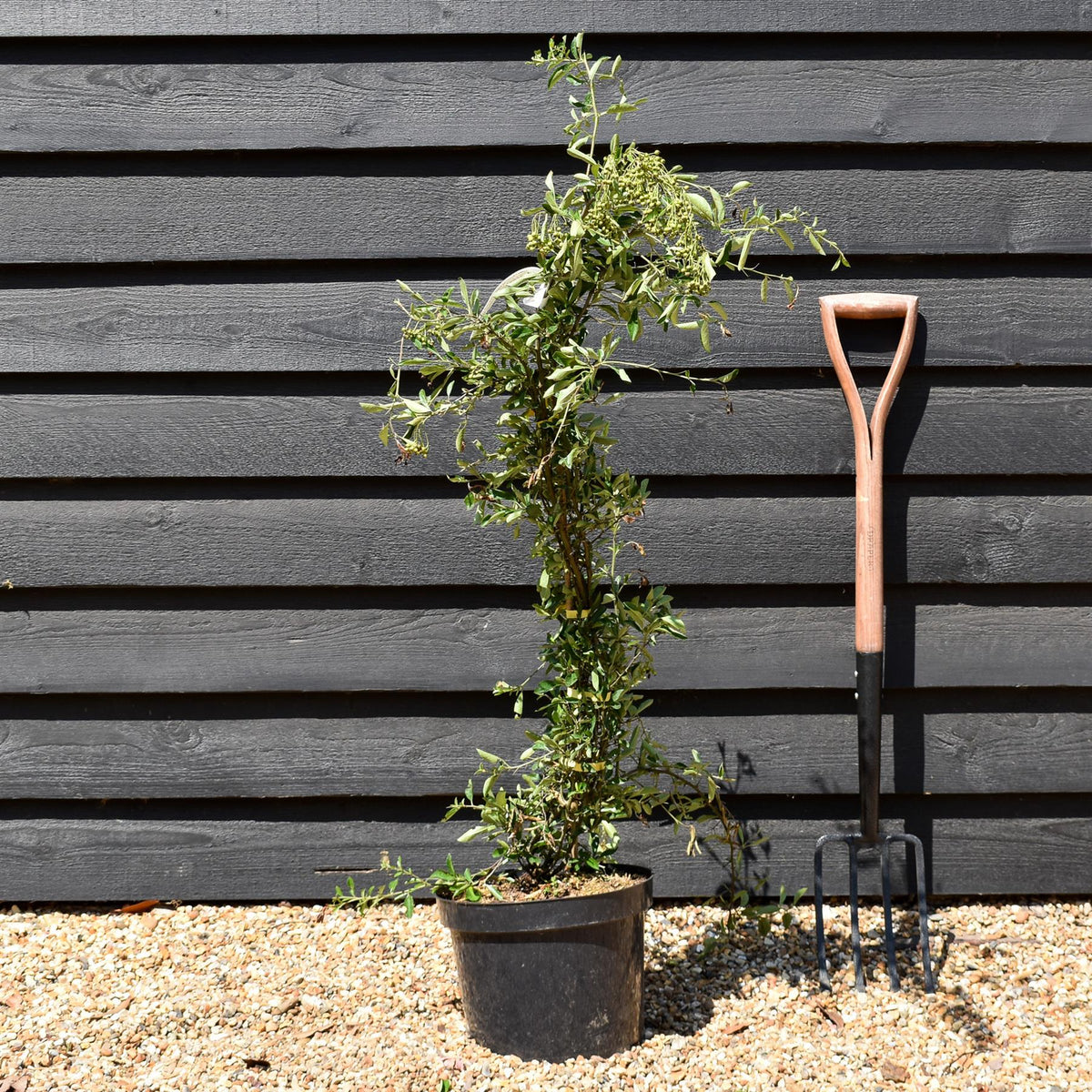 Pyracantha 'Solei D'or' - Height 90-120cm - 10lt