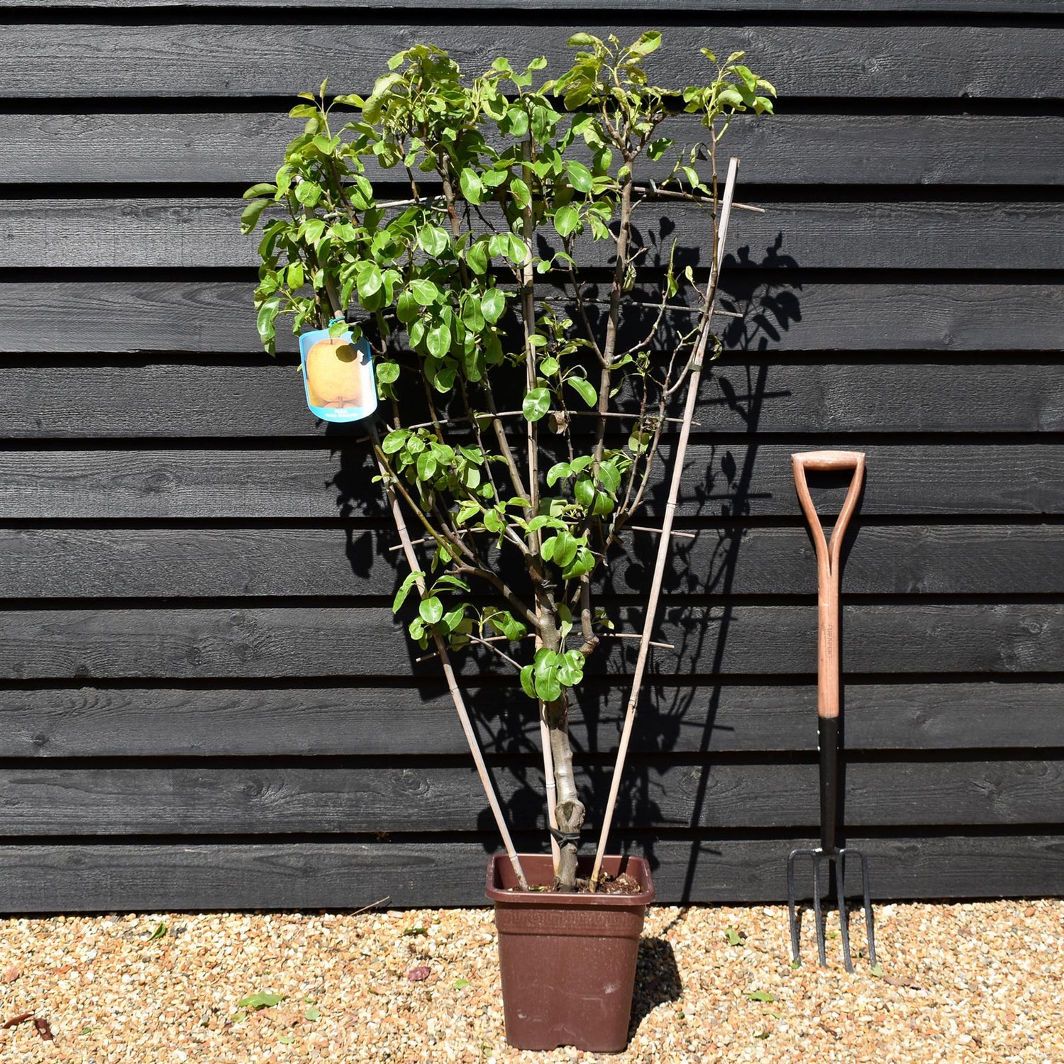 Pear tree 'Passa Crassane' | Pyrus communis  - Frame - Height 140-150cm - 15lt