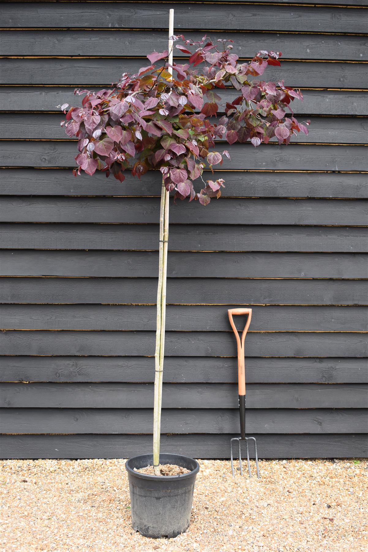 Cercis canadensis 'Ruby Falls' | Judas Tree - Height 180-200cm - Clear Stem - 20lt