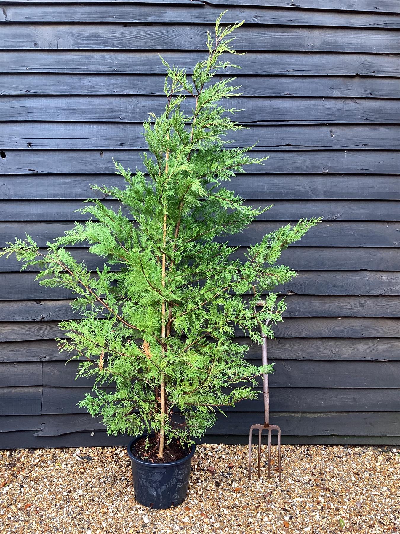 Leyland Cypress - 130-180cm, 20lt