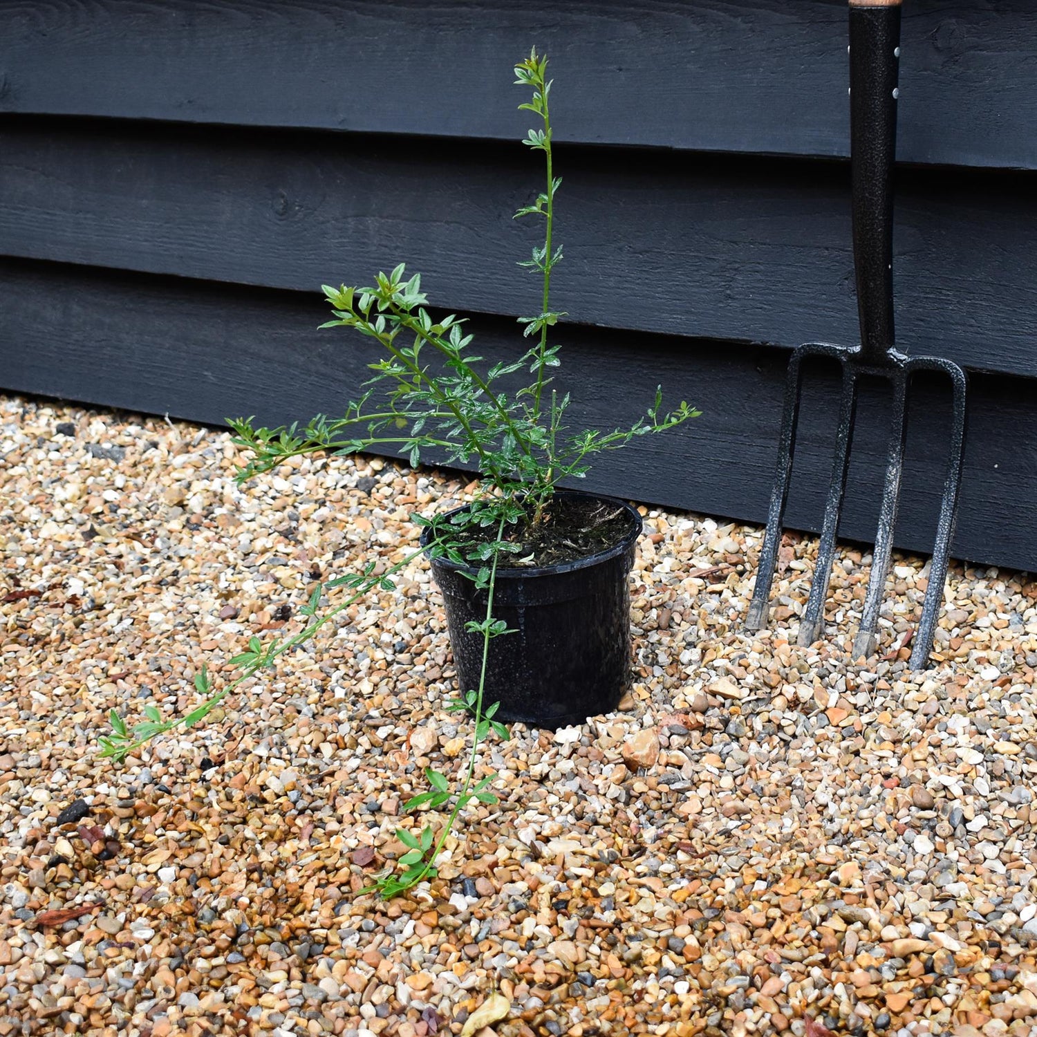 Jasminum nudiflorum - Height 15-35cm - Climber - 2lt