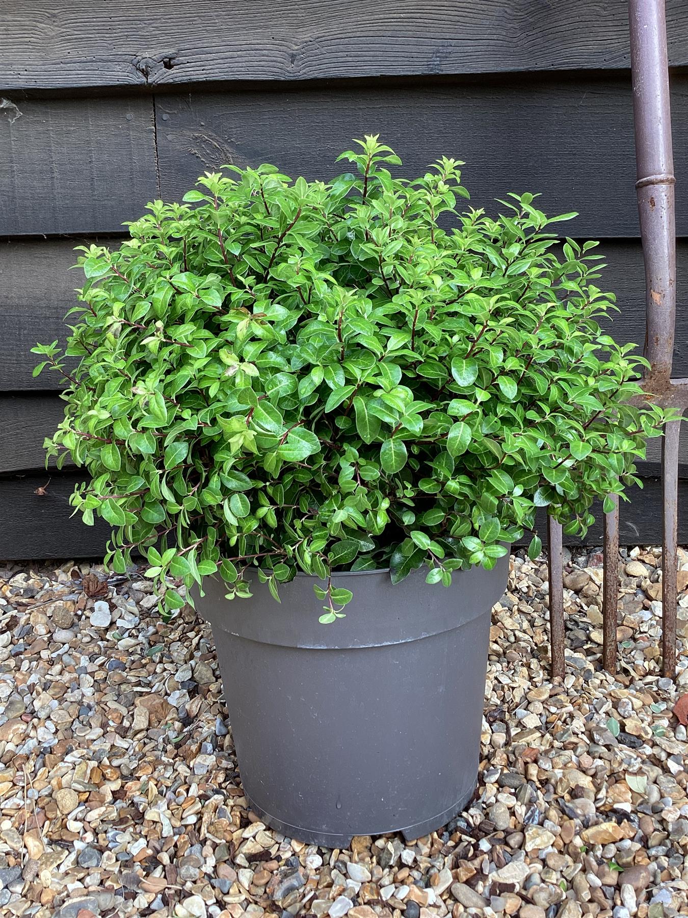 Pittosporum tenuifolium 'Gold Ball' (Golden Ball) - 30cm - 10lt