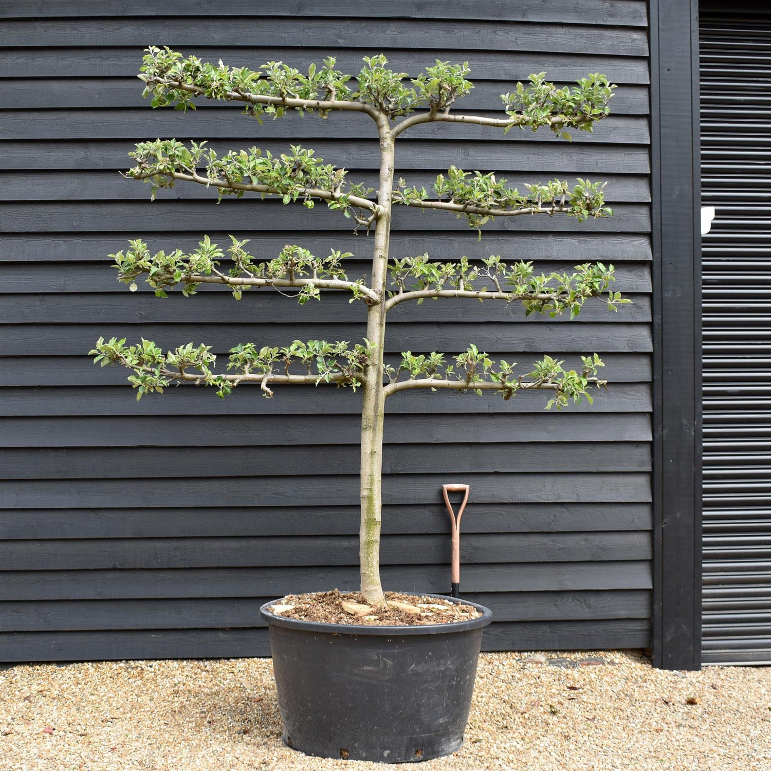 Malus Communis - Espalier - Apple Tree - 4 Branches - Height 280-290cm - Width 225-235cm - 230lt