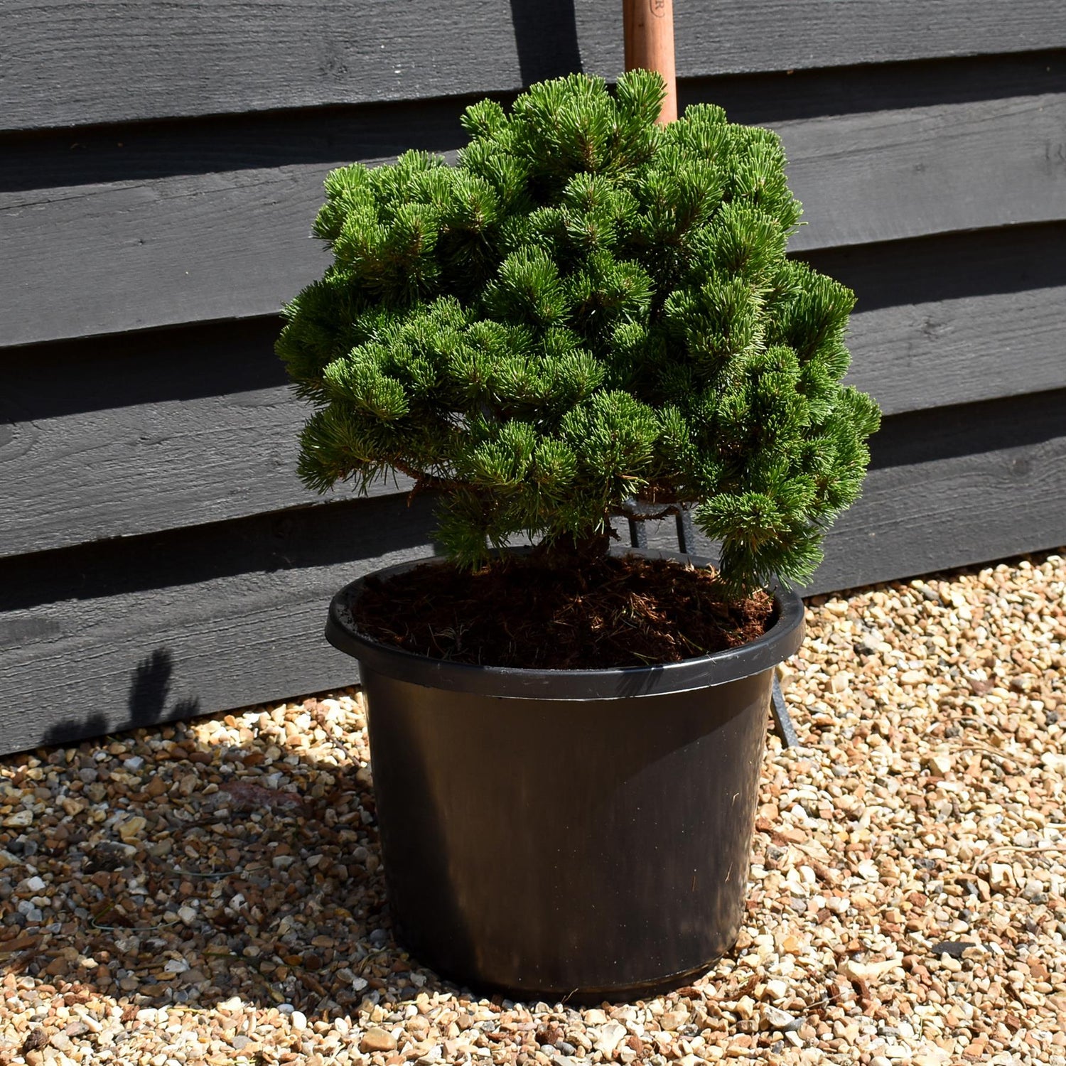Pinus mugo 'Picobello' | Dwarf Mountain Pine - Height 30-40cm - Width 30-40cm - 10-12lt